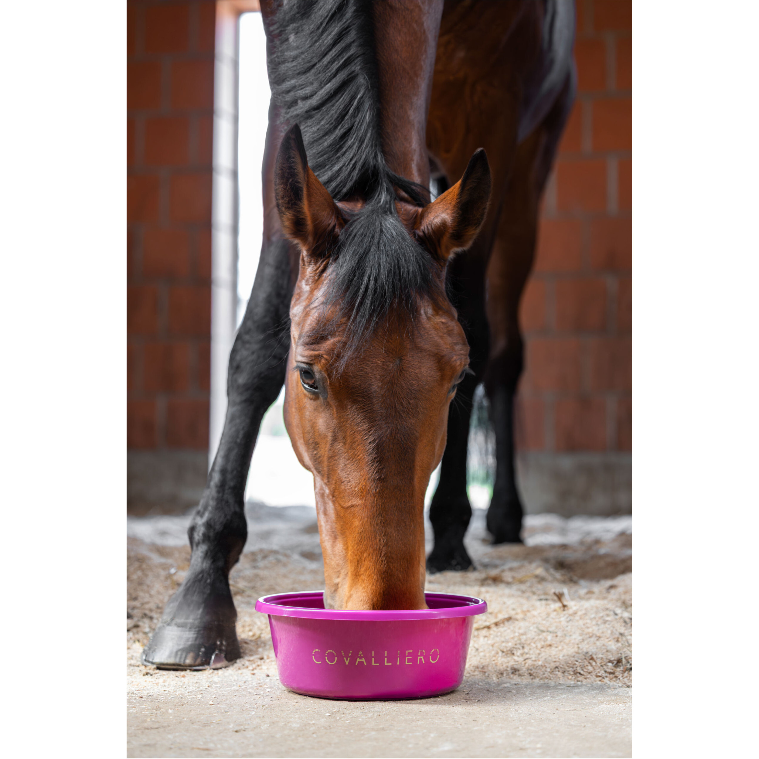 Futterschale F/S 2026 light berry Futterschale F/S 2026 light berry