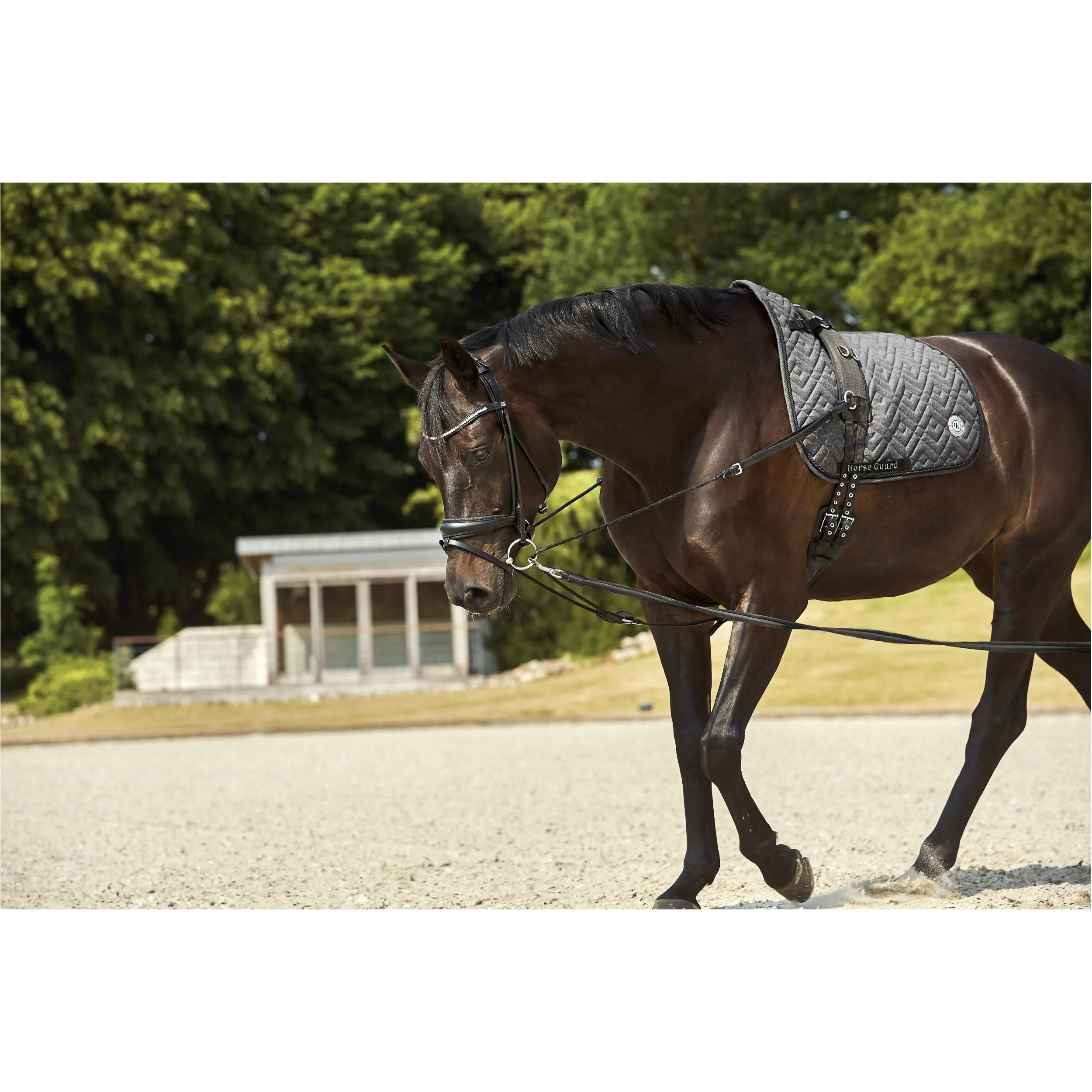 Trensenzaum rundgenäht AVA Echtleder schwarz Trensenzaum rundgenäht AVA Echtleder schwarz