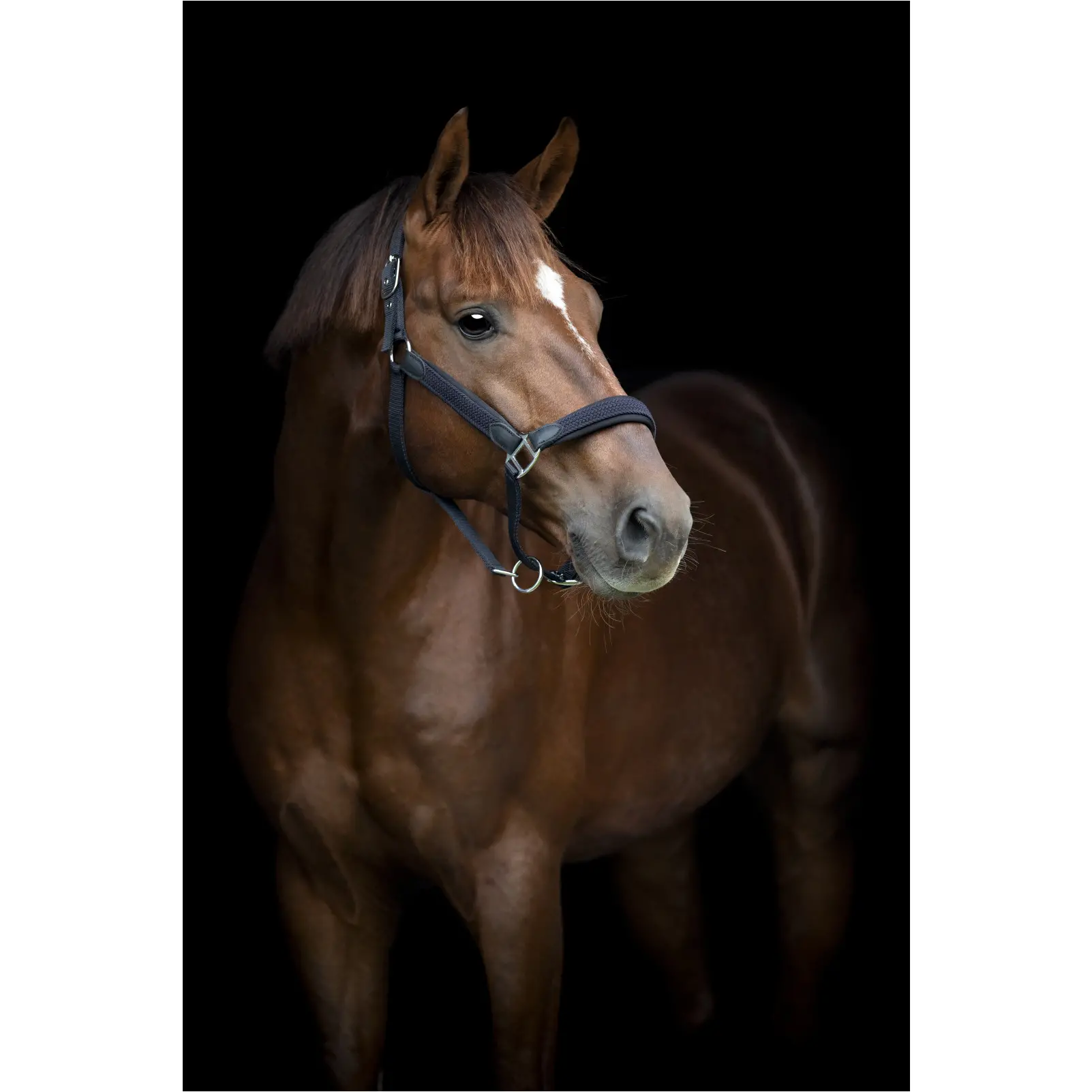 Halfter geflochten VARDIA navy Halfter geflochten VARDIA navy