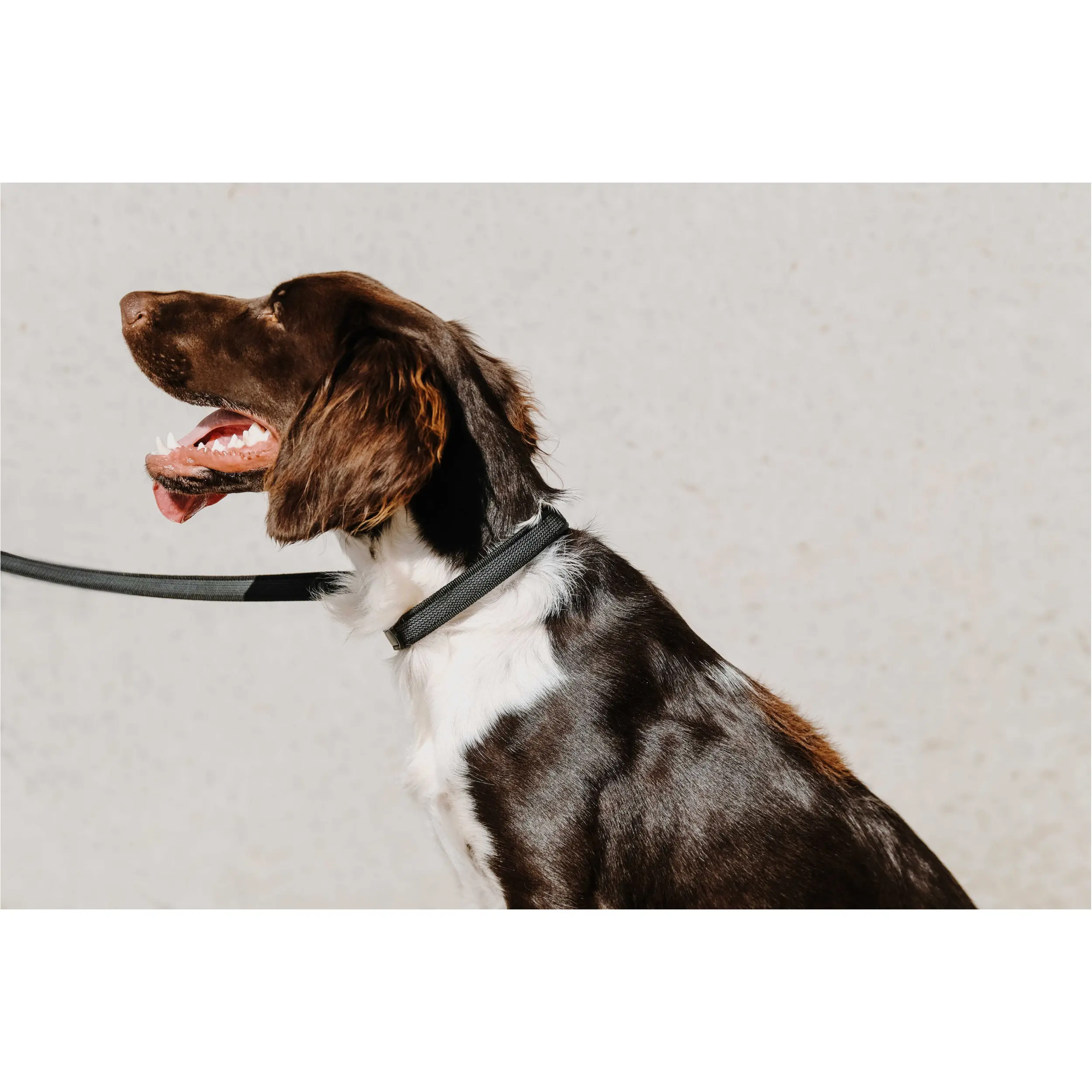 Hundehalsband NALA schwarz