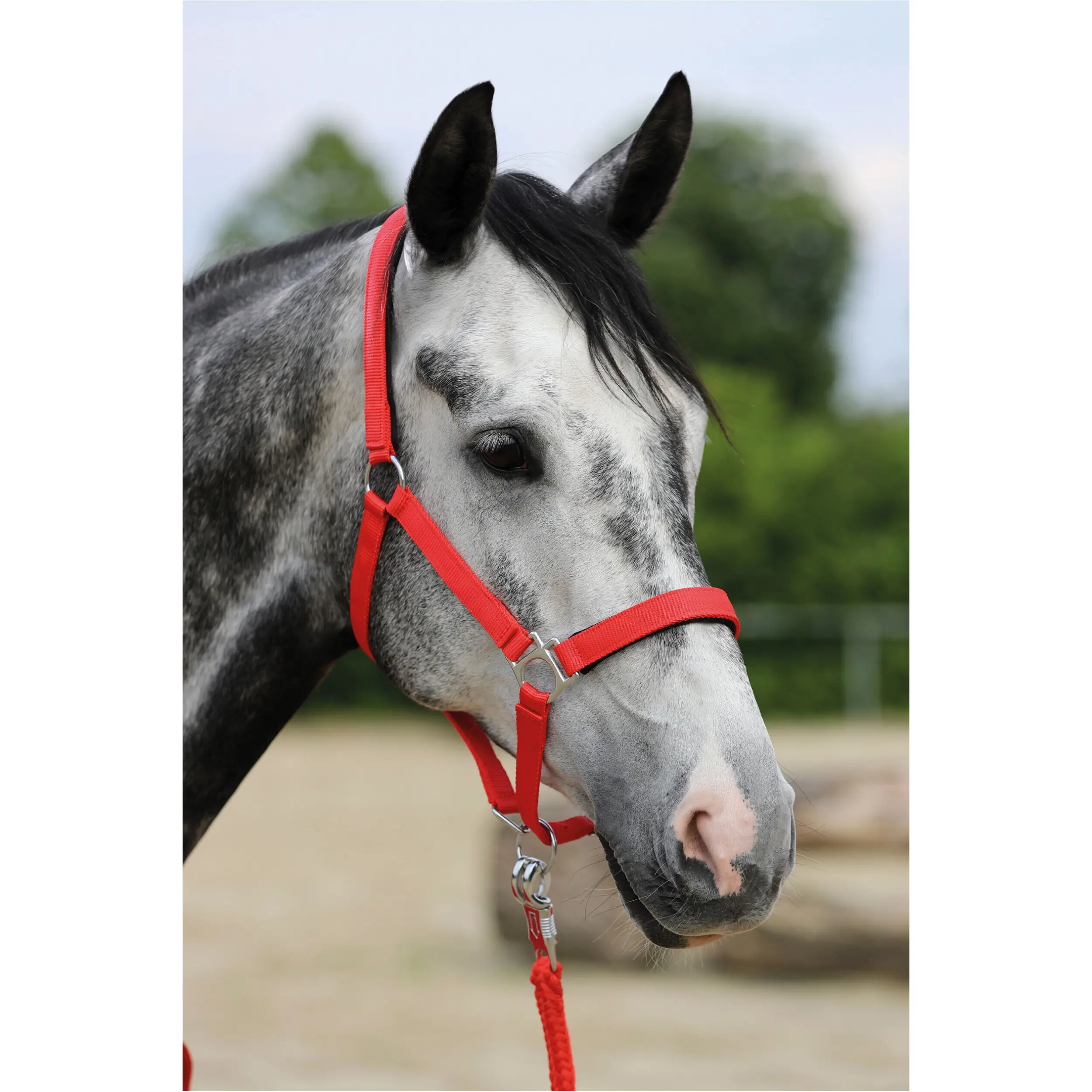 Halfter unterlegt STARS rot Halfter unterlegt STARS rot