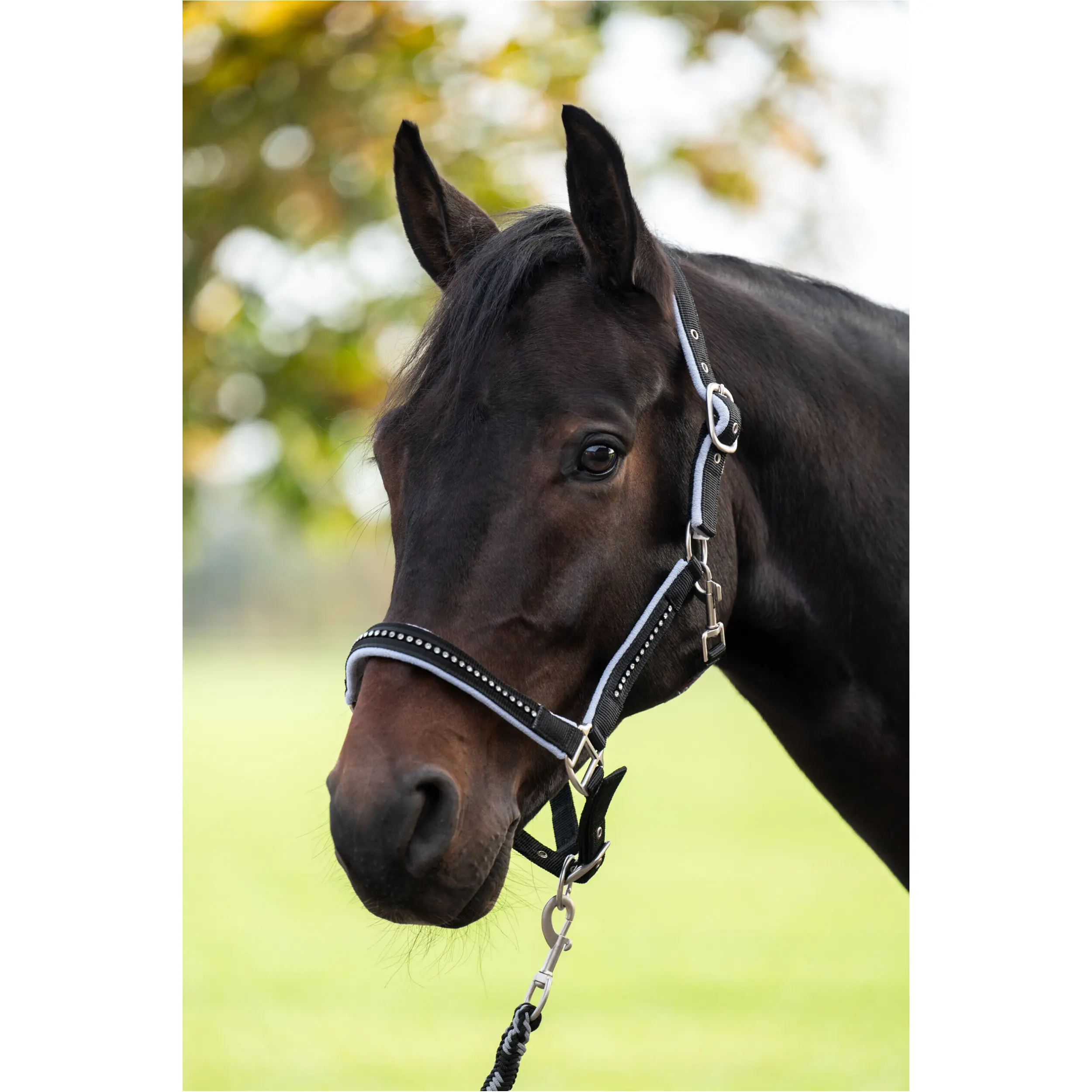 Halfter + Strick Set weich unterlegt CRYSTAL schwarz/grau Halfter + Strick Set weich unterlegt CRYSTAL schwarz/grau