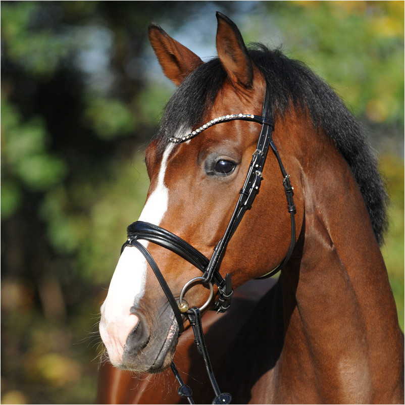 Trensenzaum schwedisch kombiniert REYNA schwarz lack/schwarz Trensenzaum schwedisch kombiniert REYNA schwarz lack/schwarz