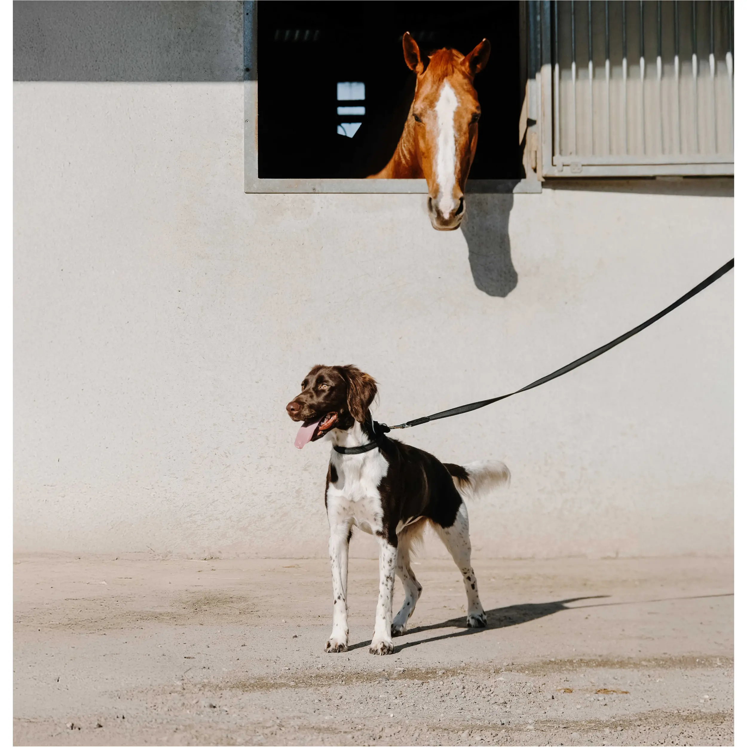 Hundeleine NALA schwarz 150cm