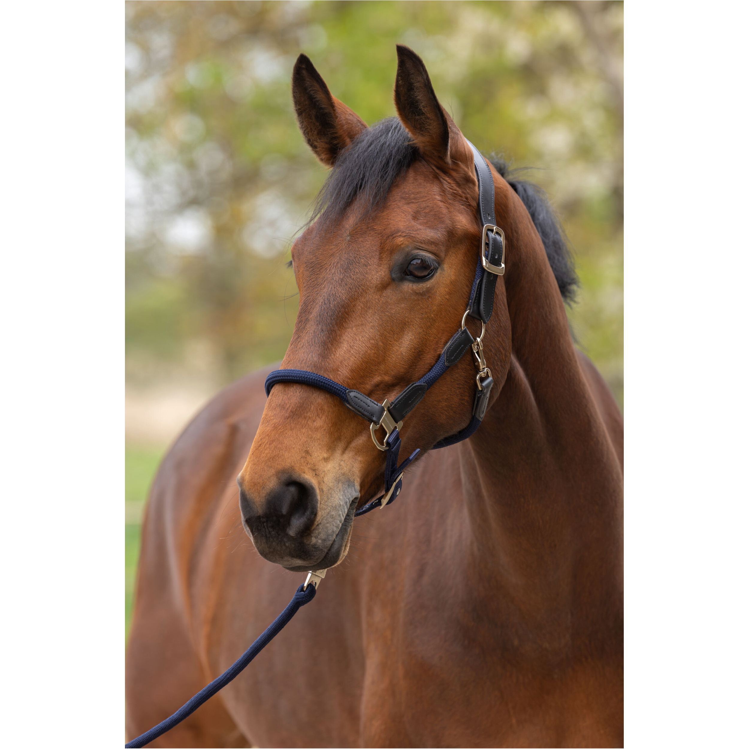 Halfter CORDANO Deluxe F/S 2026 dark navy Halfter CORDANO Deluxe F/S 2026 dark navy