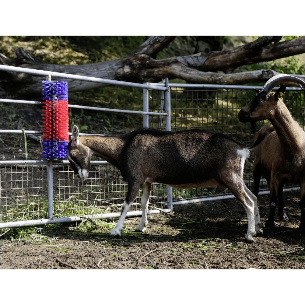 Halbrunde Kratzbürste blau/rot