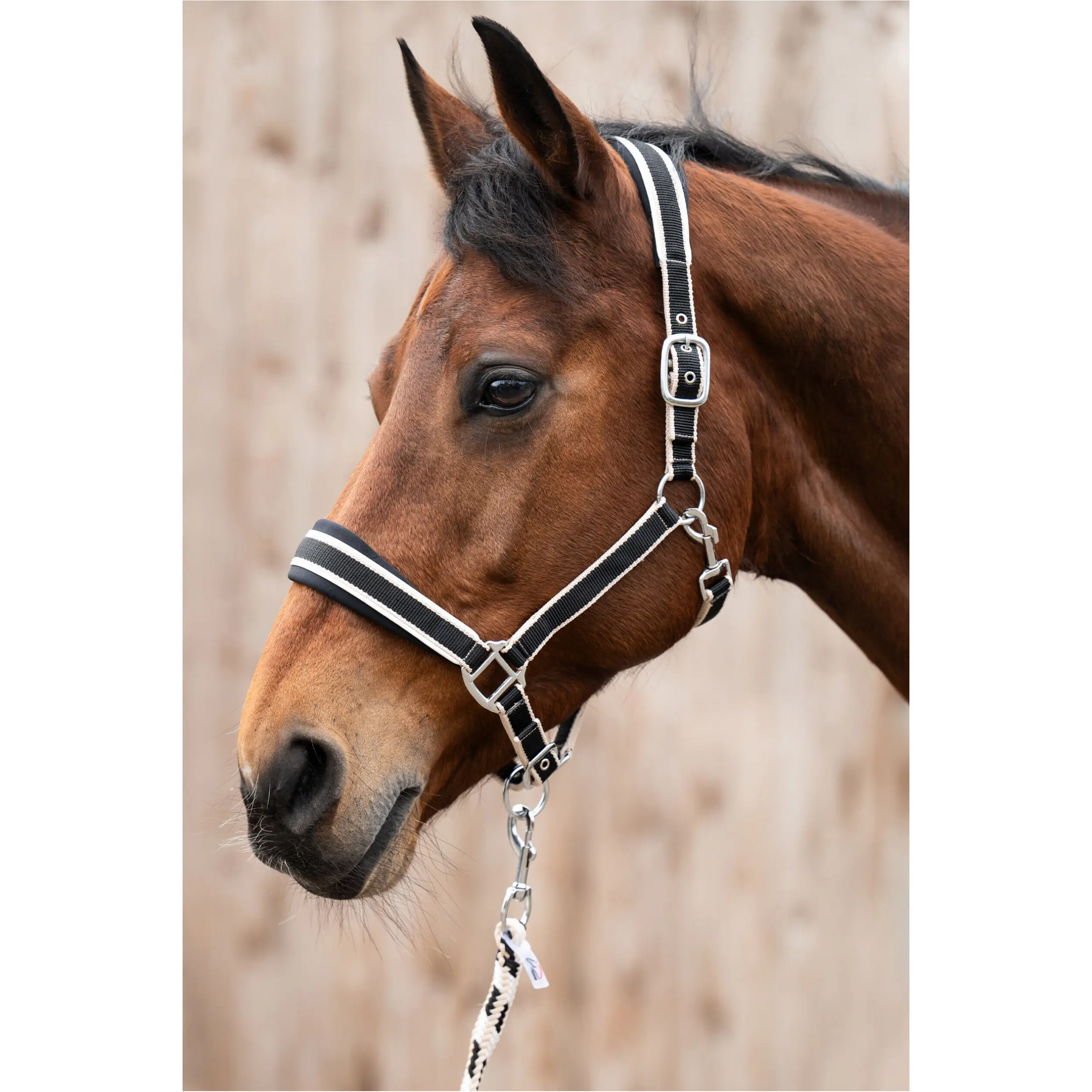 Halfter Set mit Karabinerhaken KOPENHAGEN schwarz Halfter Set mit Karabinerhaken KOPENHAGEN schwarz