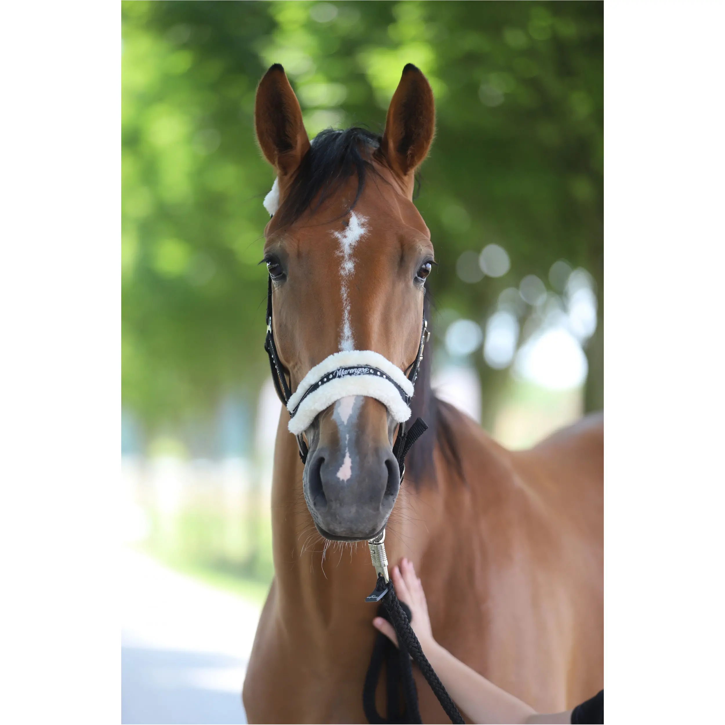 Halfter-Set mit Führstrick ELEGANT schwarz/silber Halfter-Set mit Führstrick ELEGANT schwarz/silber