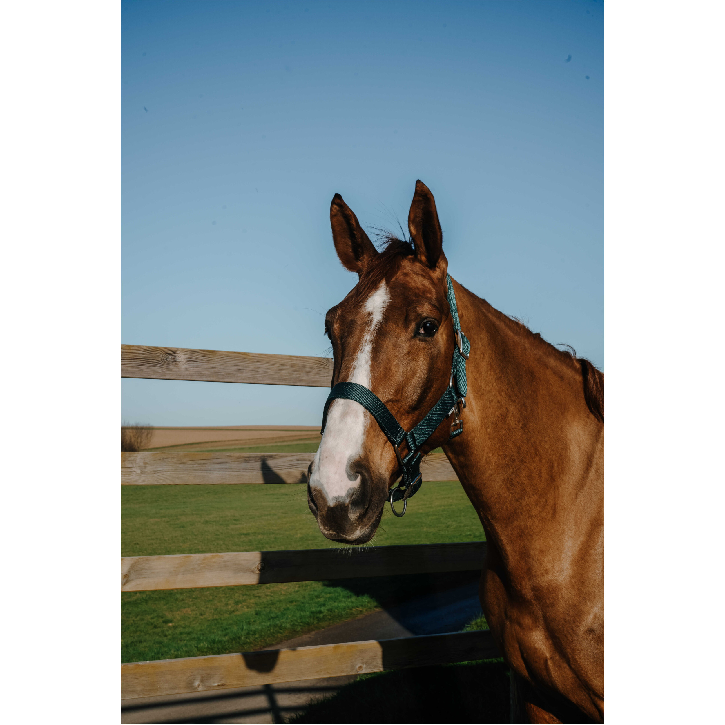 Halfter EXTRA dunkelgrün großes Warmblut