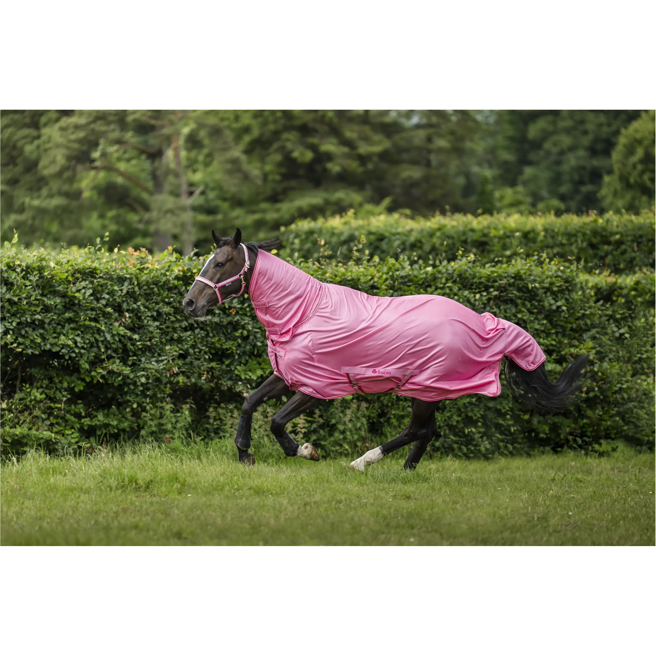 Fliegendecke FREEDOM aurora pink