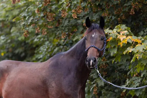 knotenhalfter-marengos-bodenarbeit-horsemanshiposG9kjxl6jZ7r