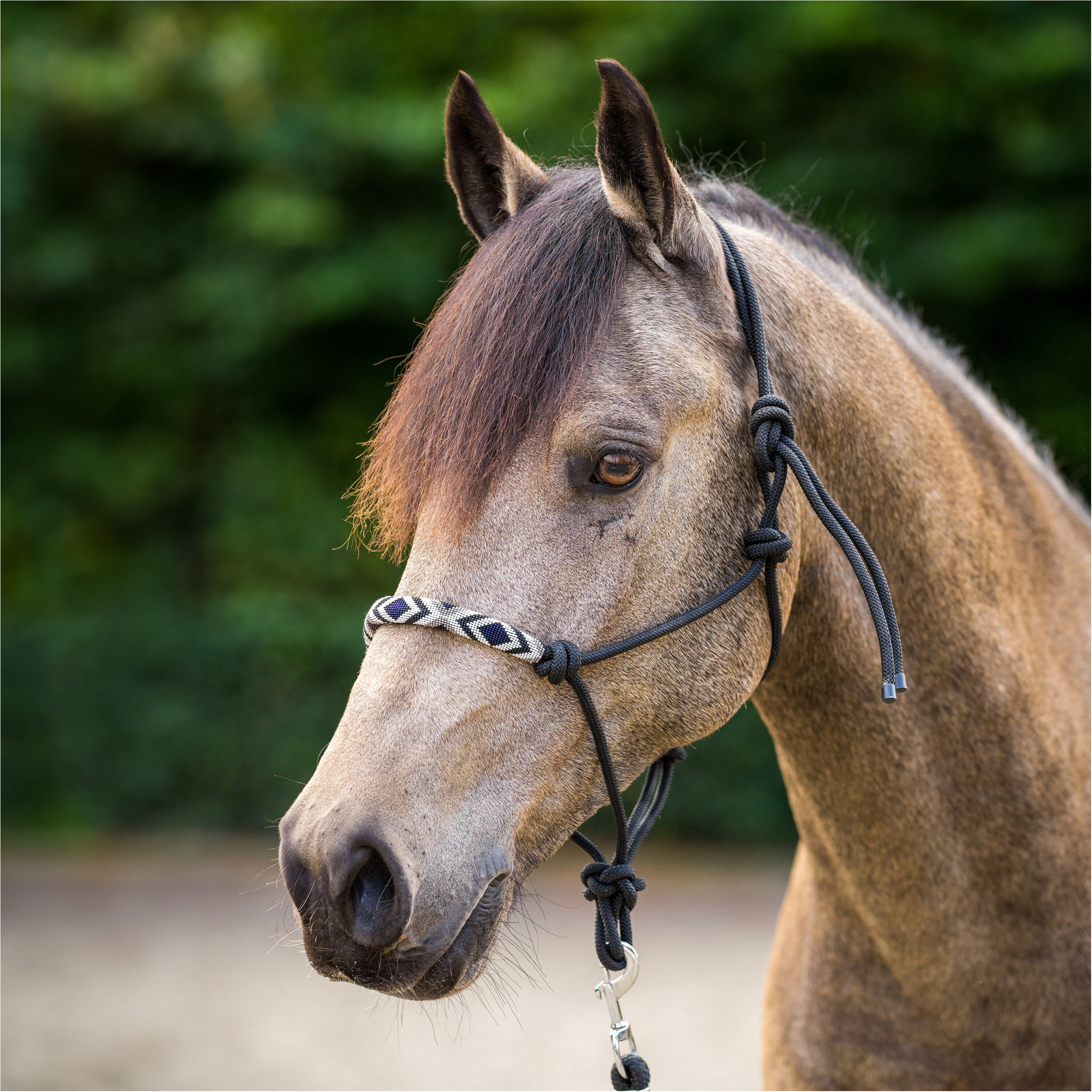 Halfter HVPLamu schwarz