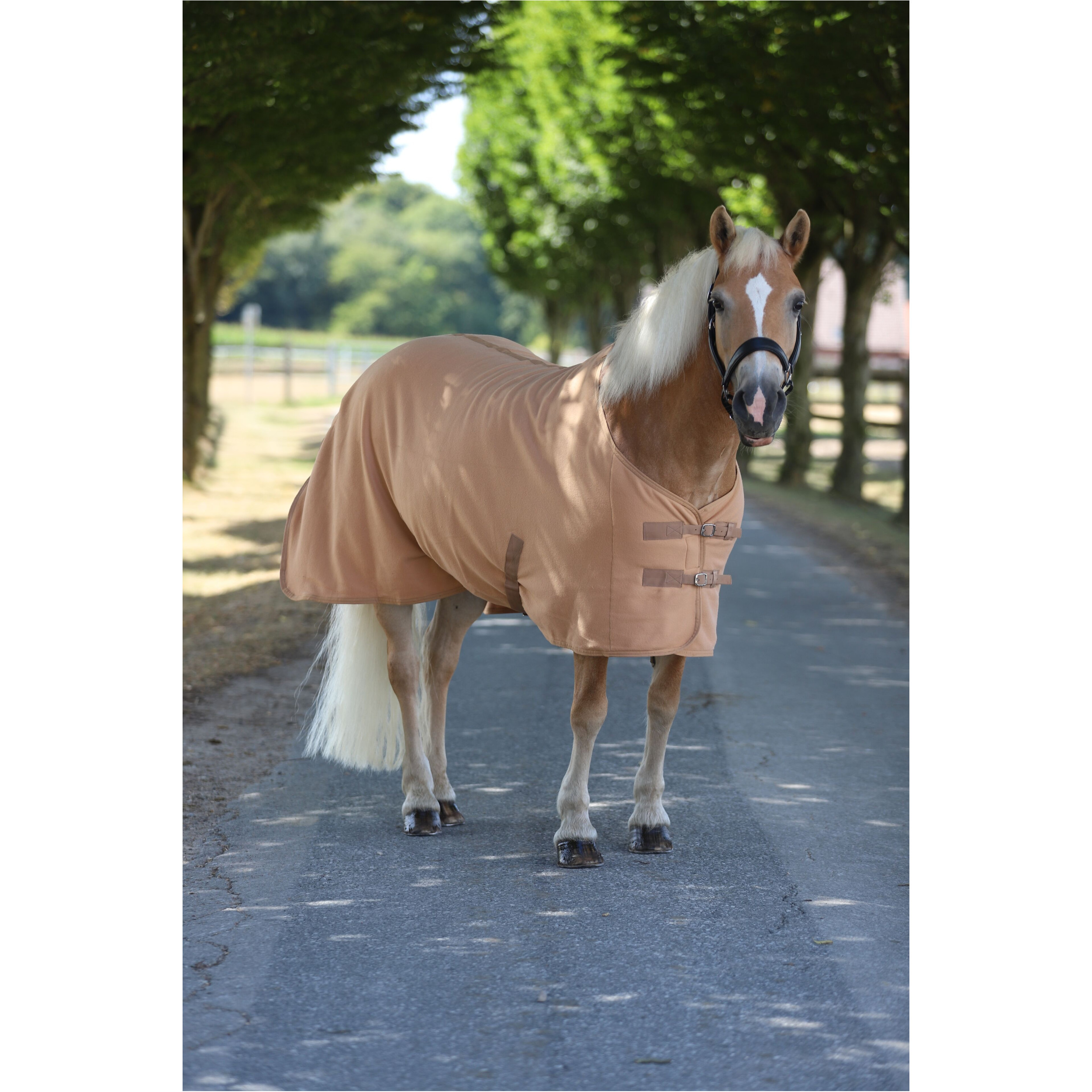 Abschwitzdecke mit Kreuzgurt BASICLINE hellbraun