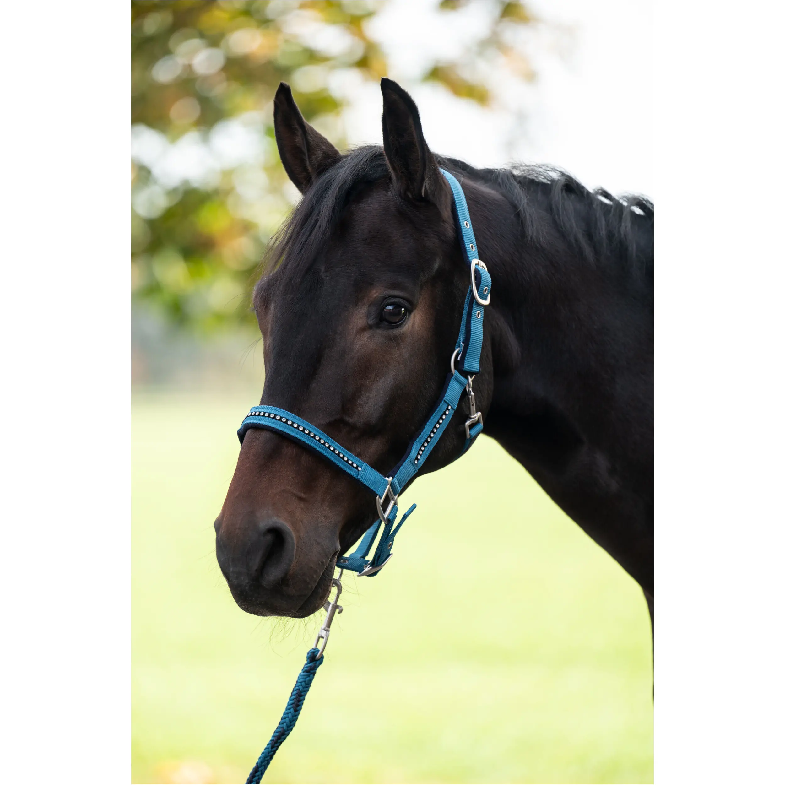 Halfter + Strick Set weich unterlegt CRYSTAL petrol/navy