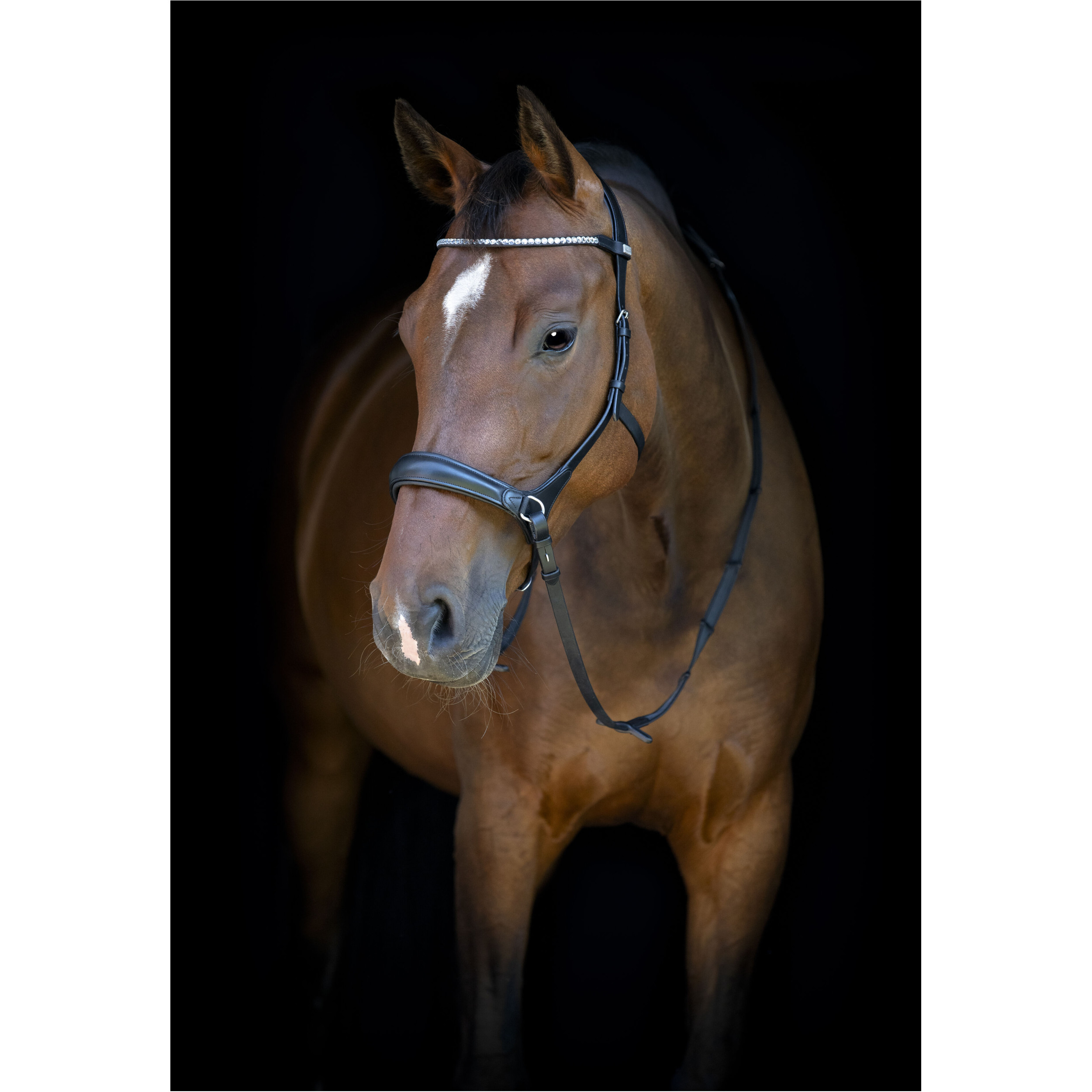 Trensenzaum Gebisslos mit anatomischem Nasenriemen schwarz