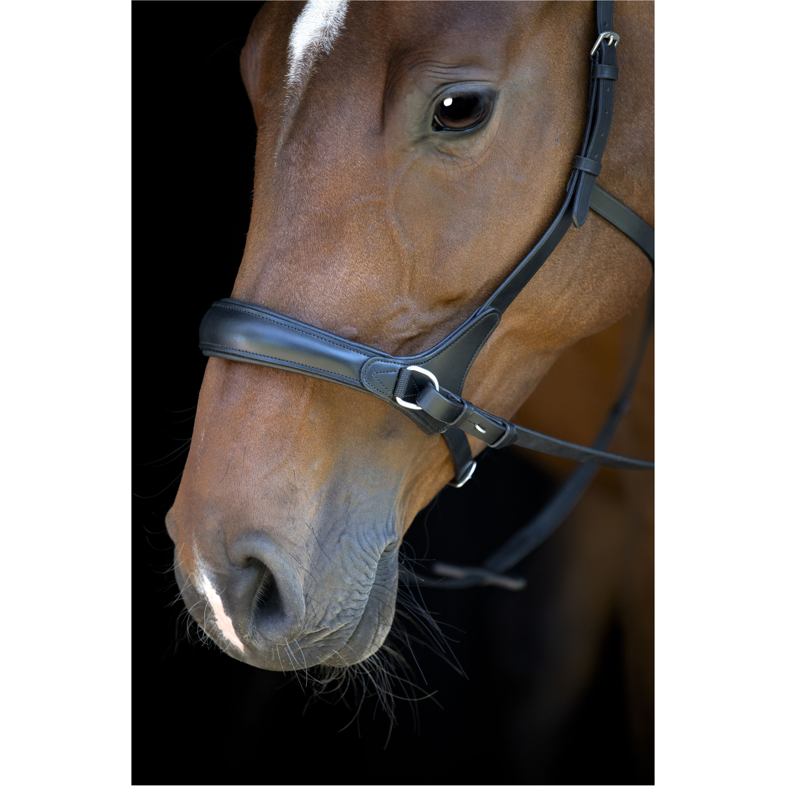 Trensenzaum Gebisslos mit anatomischem Nasenriemen schwarz