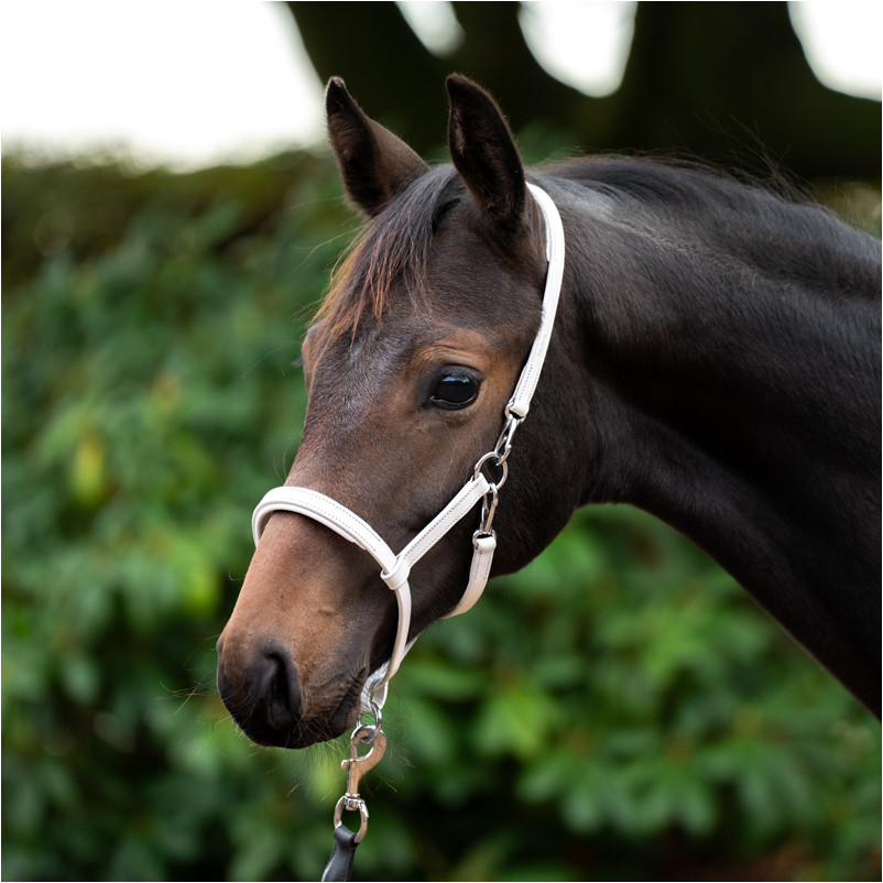 Fohlenhalfter Leder weiß/silber Fohlenhalfter Leder weiß/silber