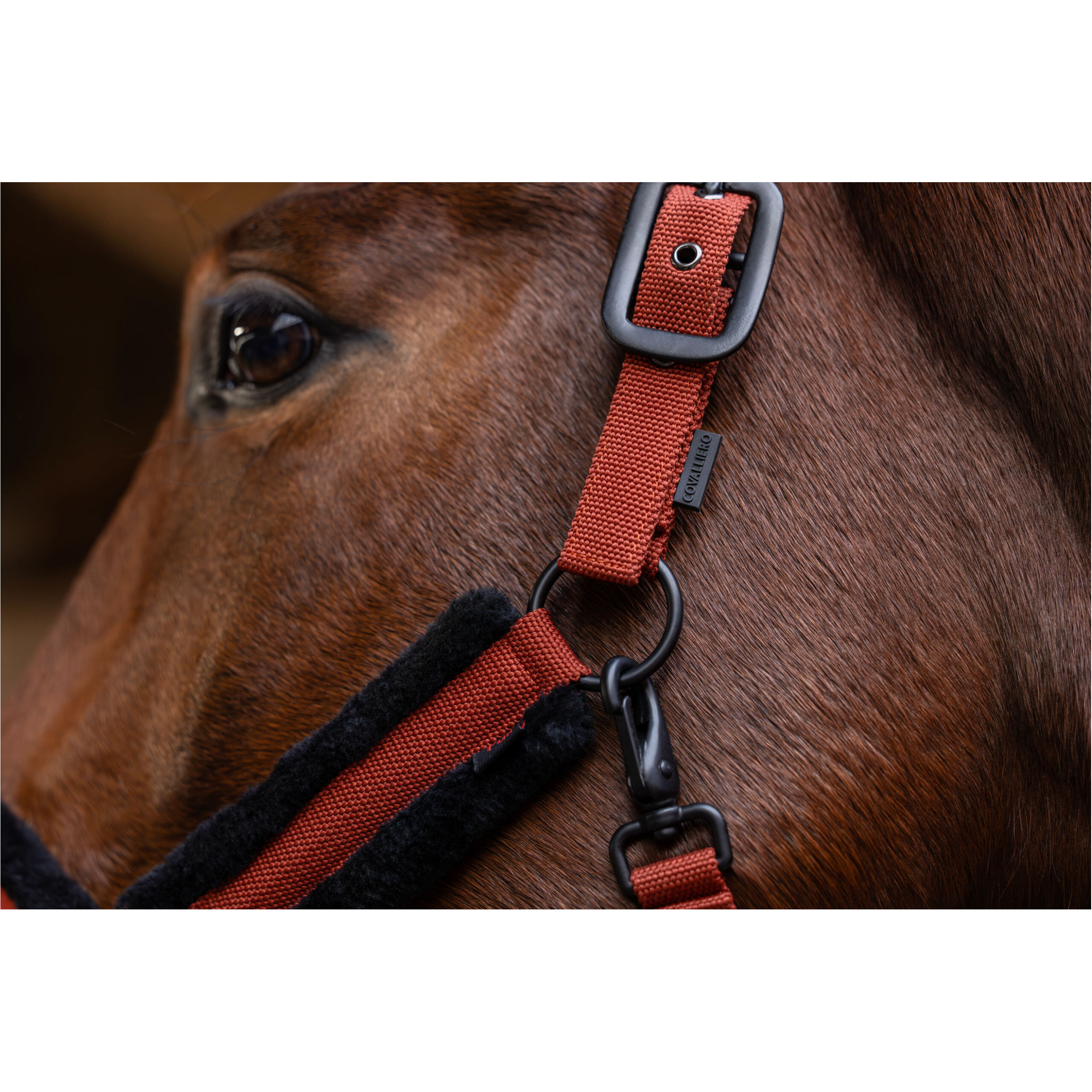 Halfter H/W 2025 rust