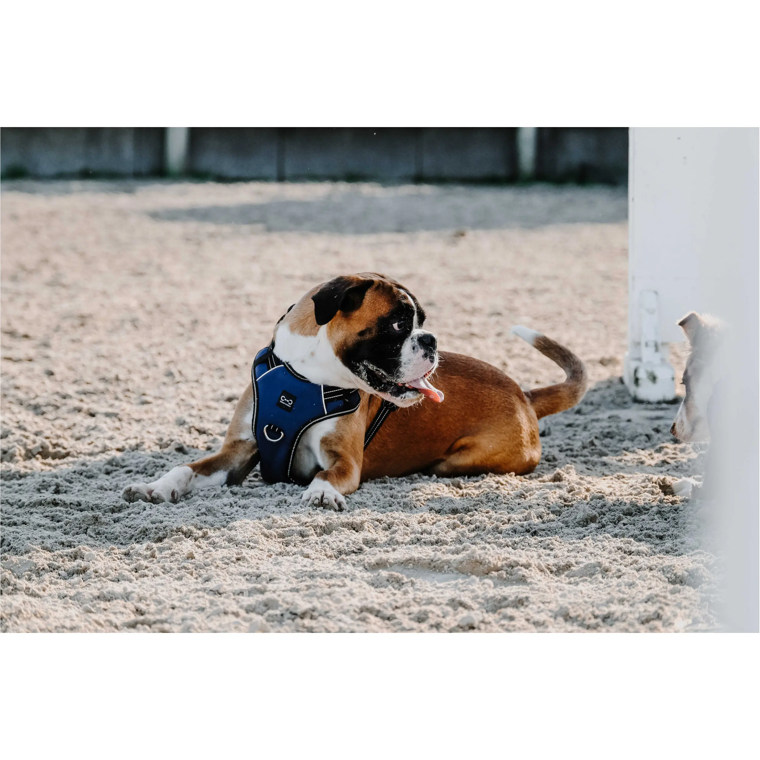 Hundegeschirr SIMBA navy