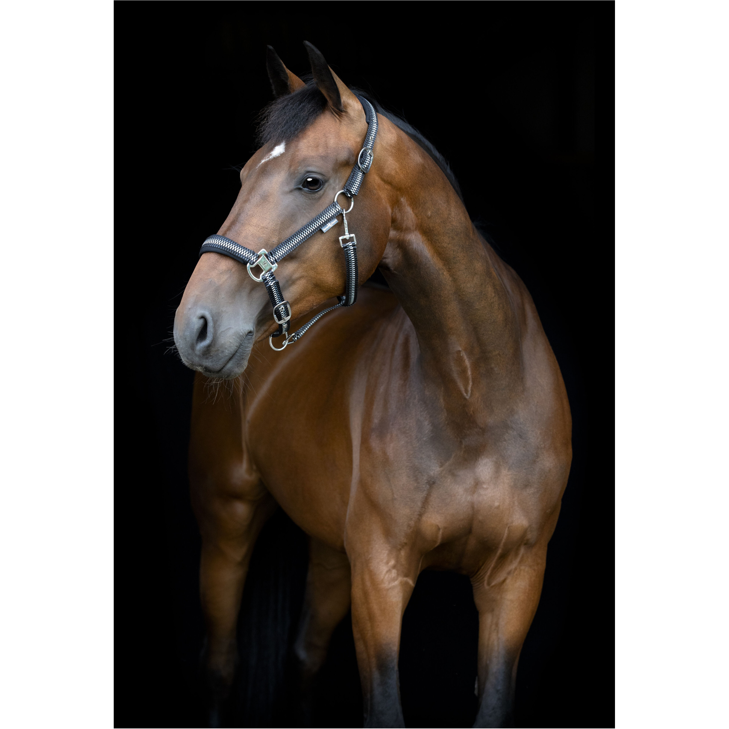 Halfter COLE asphalt Halfter COLE asphalt