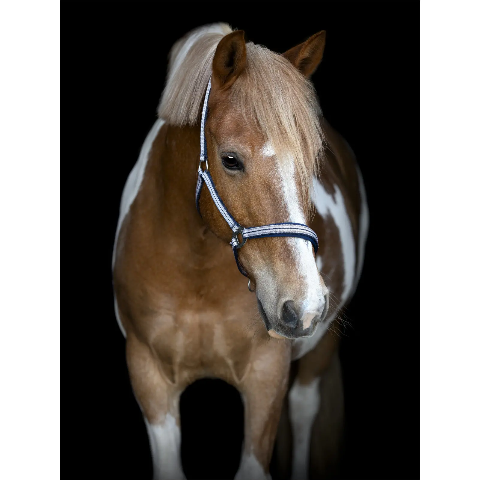 Halfter MASCHA phlox pink Halfter MASCHA phlox pink