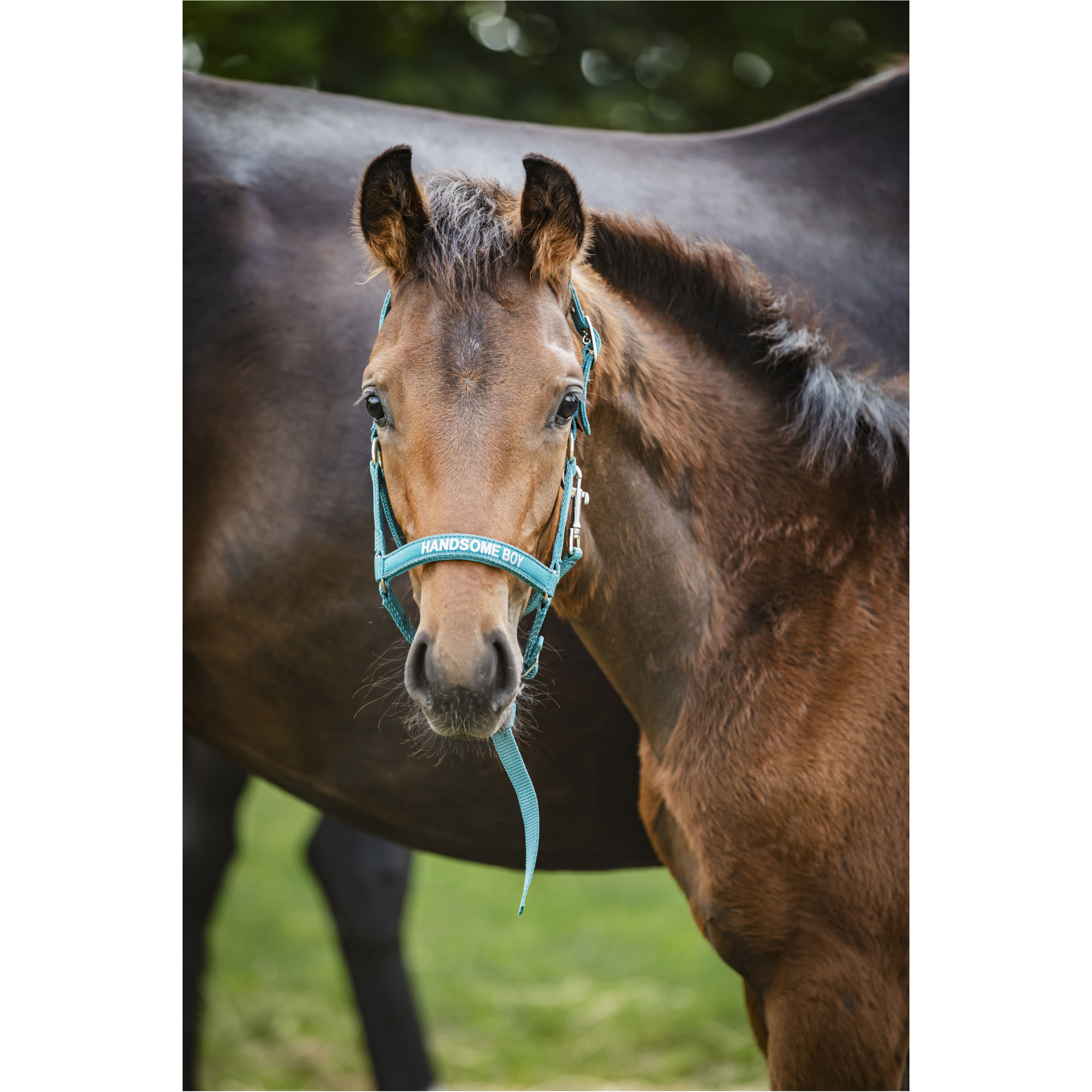 Fohlenhalfter MALVA Handsome Boy arctic