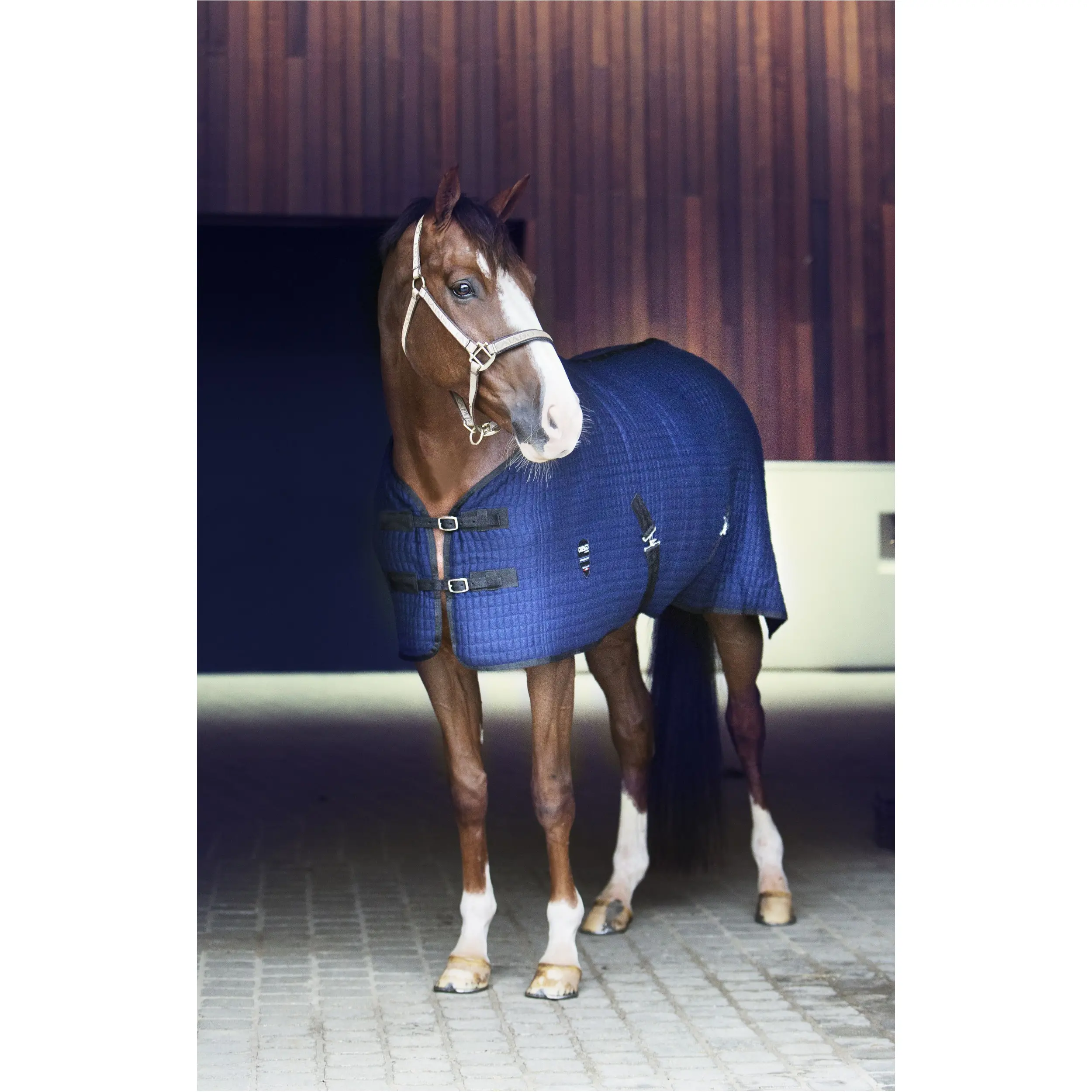 Halfter gold/schwarz