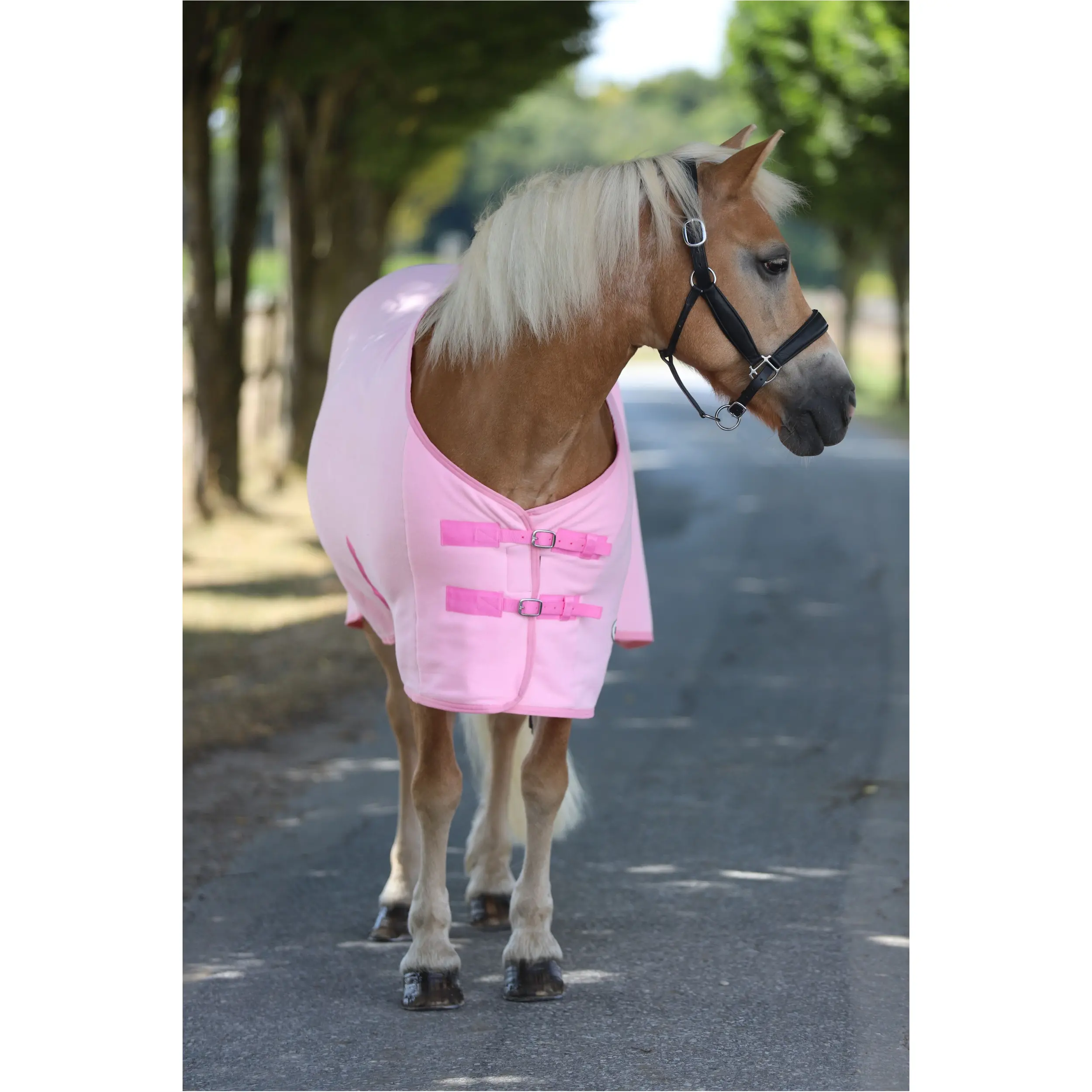 Abschwitzdecke mit Kreuzgurt BASICLINE rosa Abschwitzdecke mit Kreuzgurt BASICLINE rosa