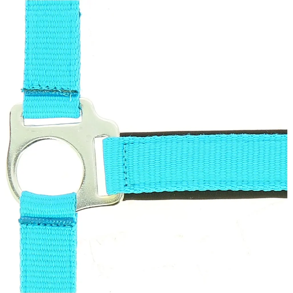 Halfter zweilagig FLUO blau Halfter zweilagig FLUO blau