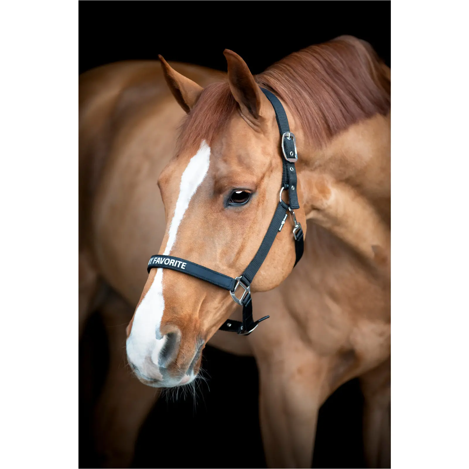 Halfter MALVA schwarz Halfter MALVA schwarz