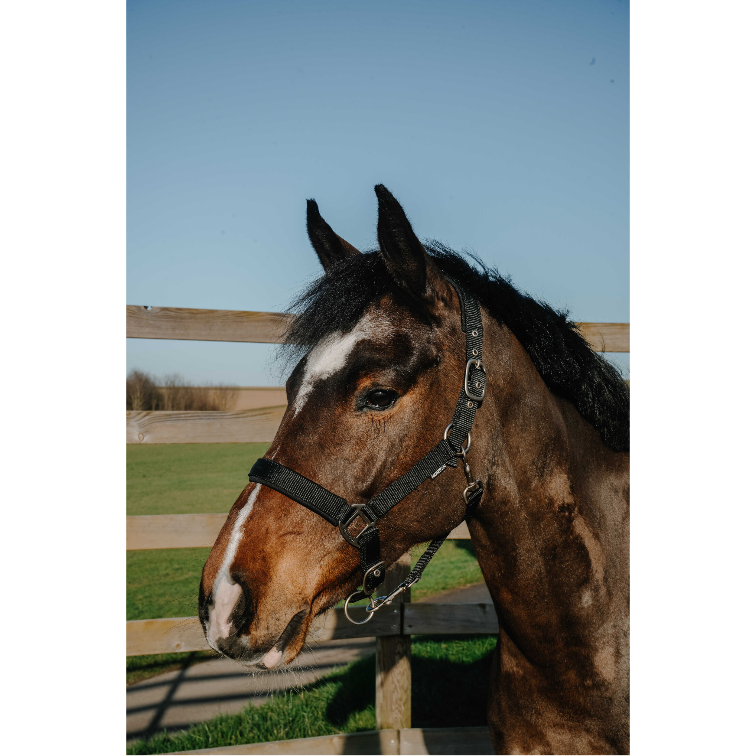 Halfter NACRE schwarz