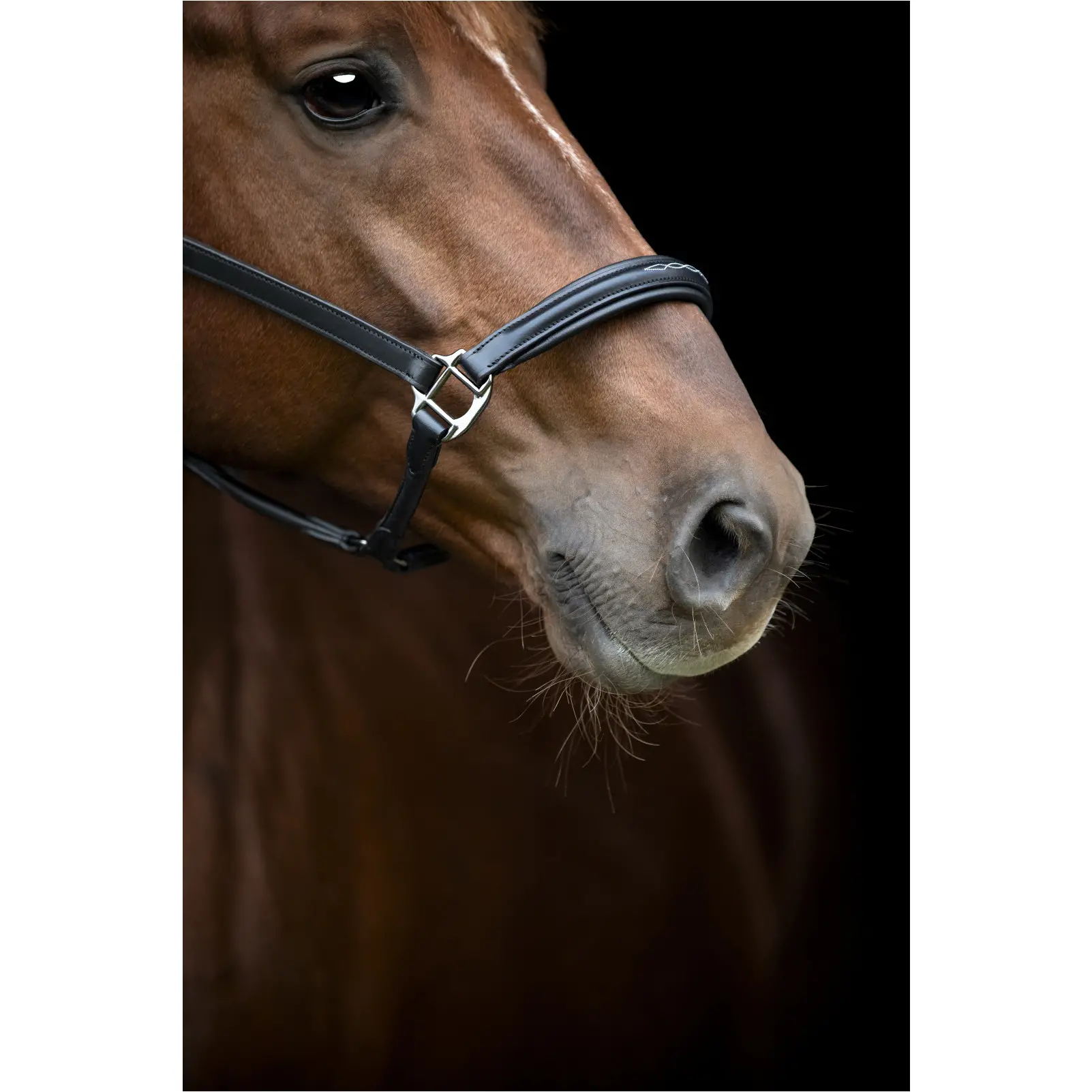 Lederhalfter NOVI 25.2 schwarz Lederhalfter NOVI 25.2 schwarz