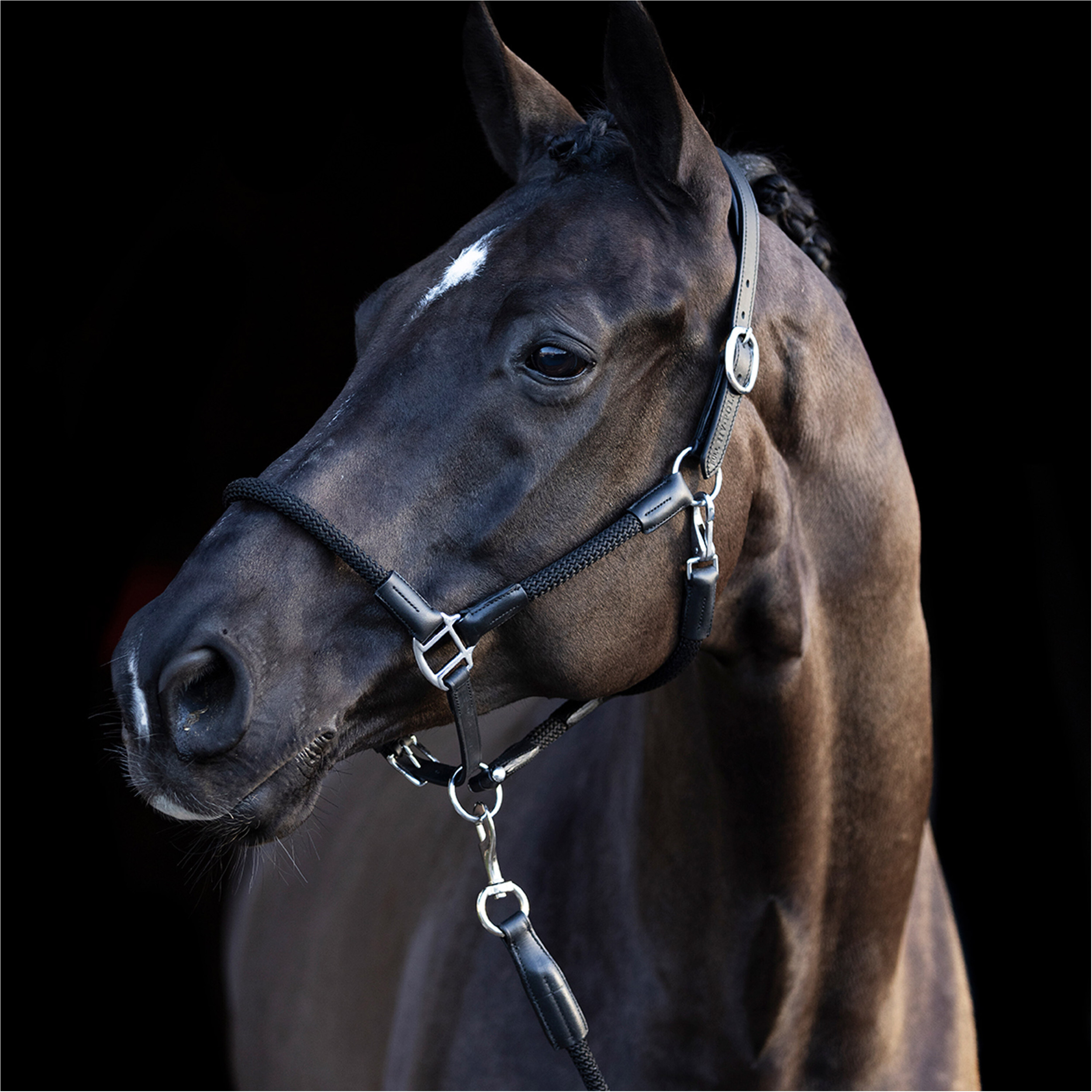 Halfter und Strick HVPFranka schwarz