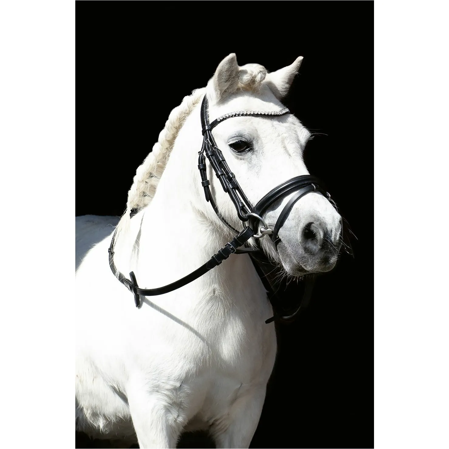Trensenzaum SHETTY DIAMOND schwarz