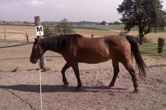 Longieren-Pferde