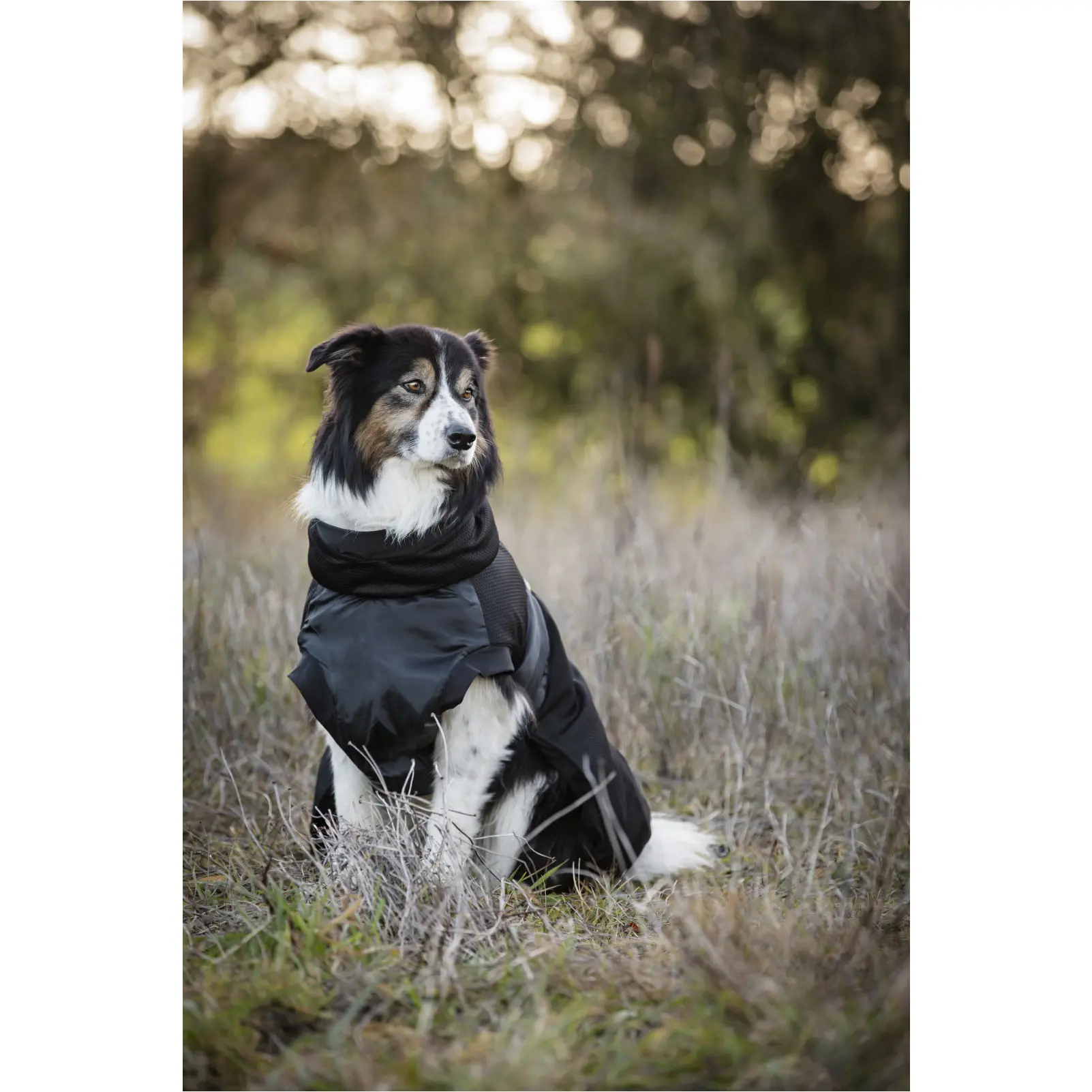 Hundedecke FIR-Tech schwarz Hundedecke FIR-Tech schwarz