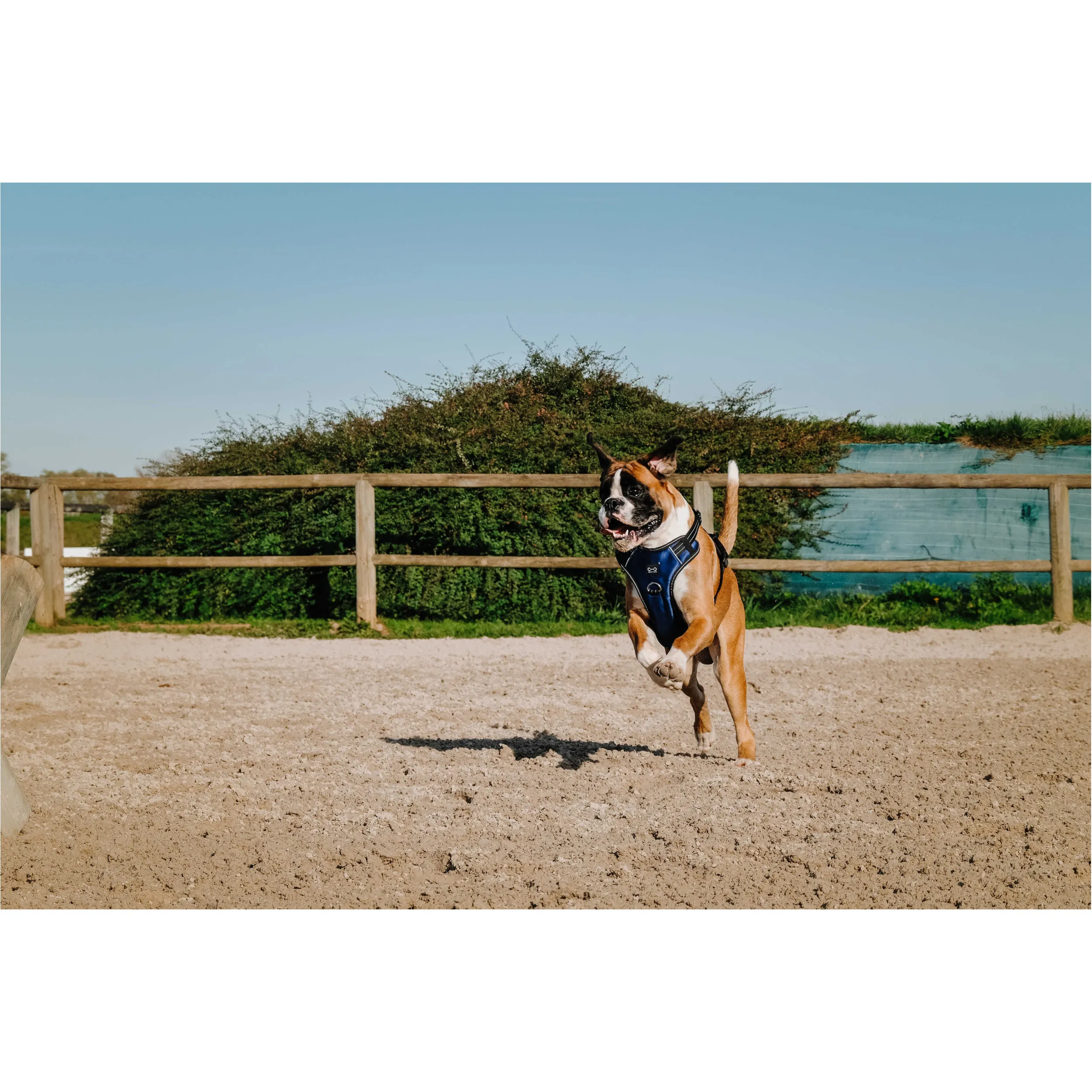 Hundegeschirr SIMBA navy