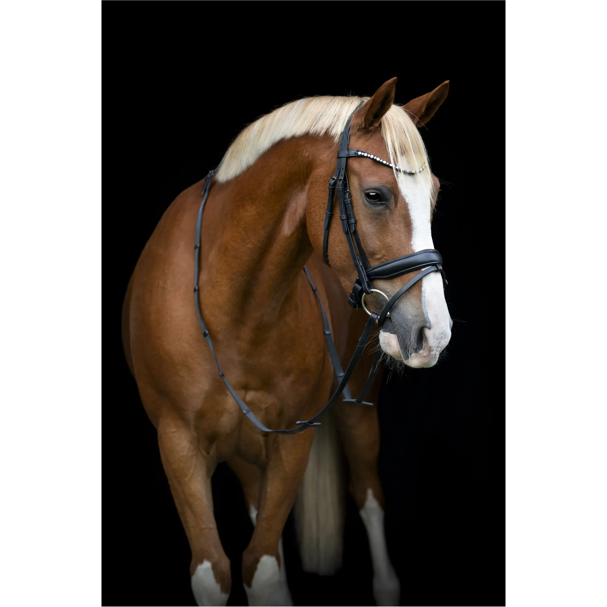 Trensenzaum schwedisch kombiniert CRYLL 25.2 schwarz Trensenzaum schwedisch kombiniert CRYLL 25.2 schwarz