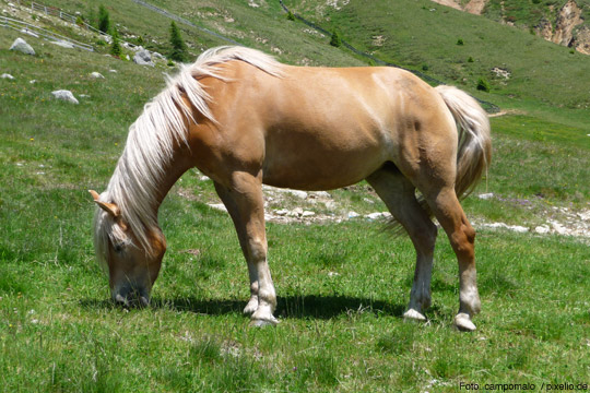 Haflinger