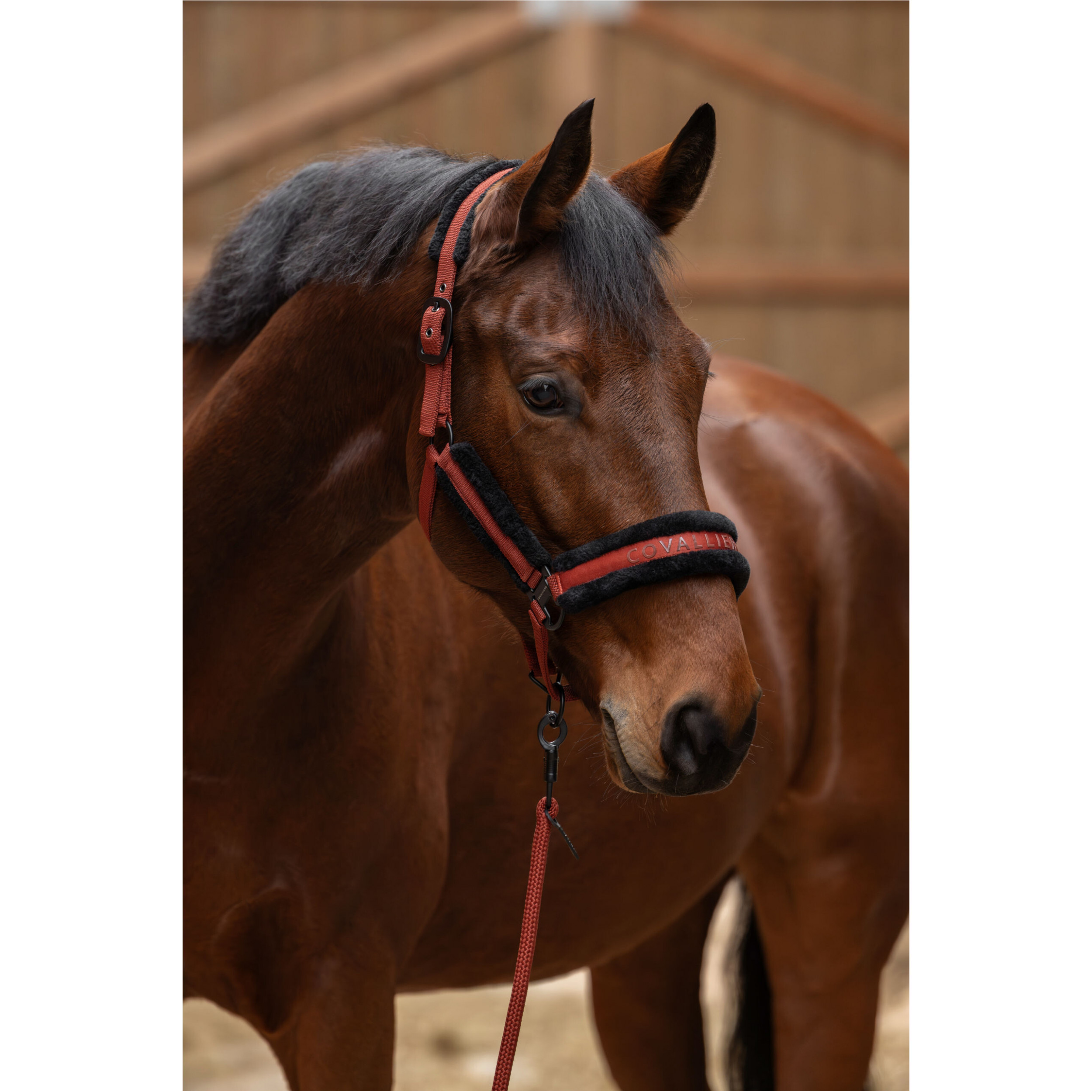 Halfter H/W 2025 rust