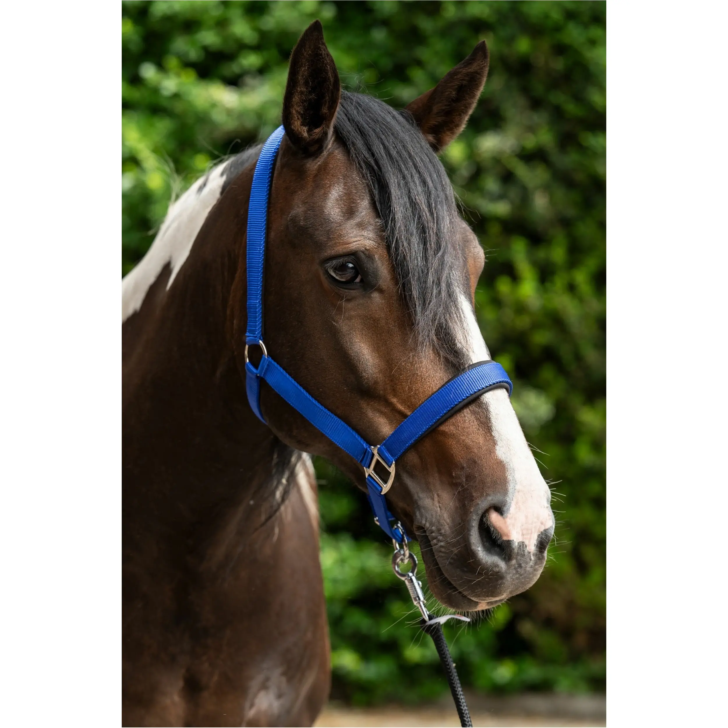 Halfter BREAKAWAY 2 royal blau