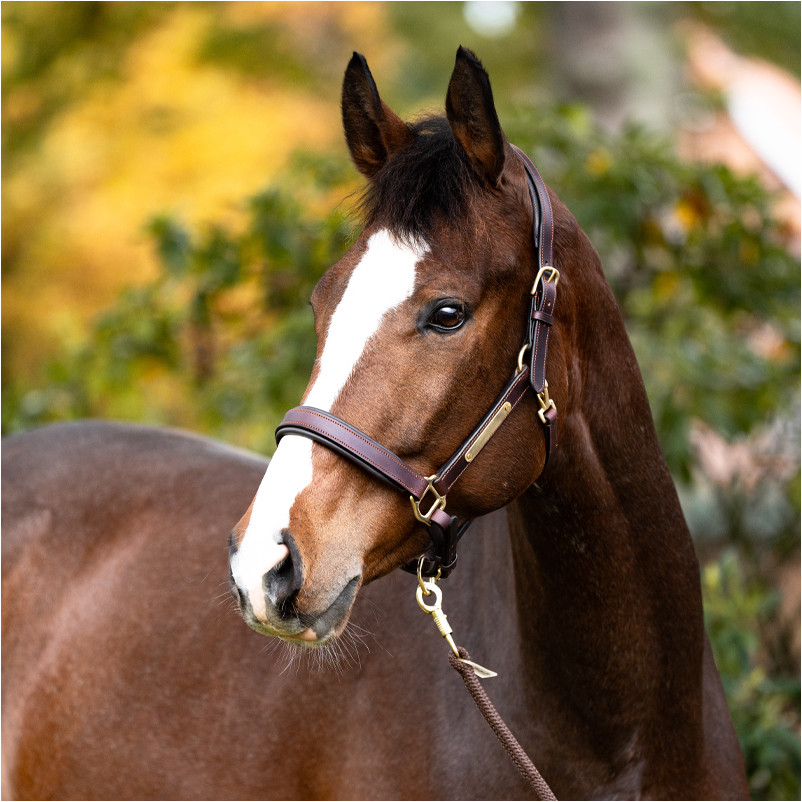 Lederhalfter Soft CINTA braun