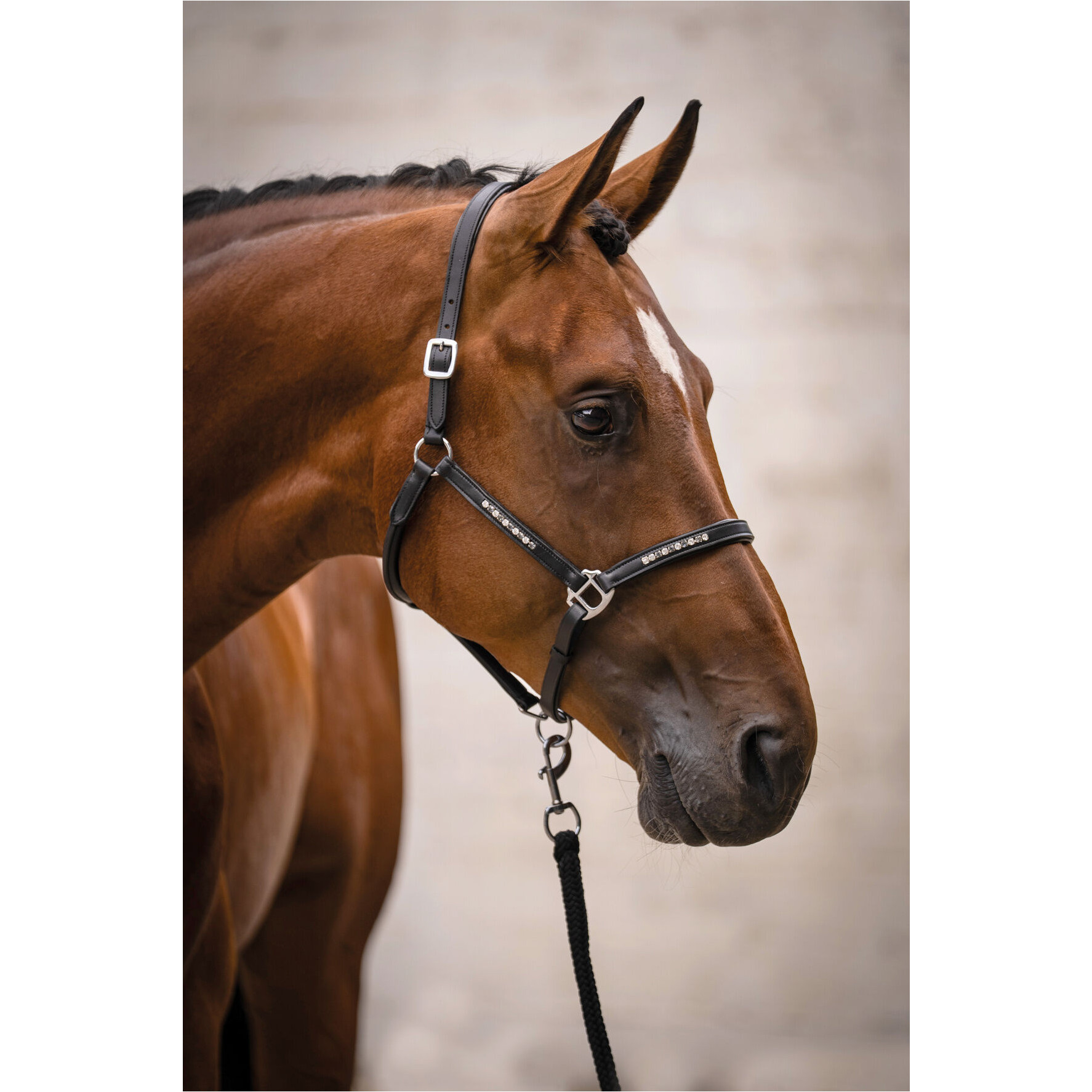 Lederhalfter SPARKLE schwarz