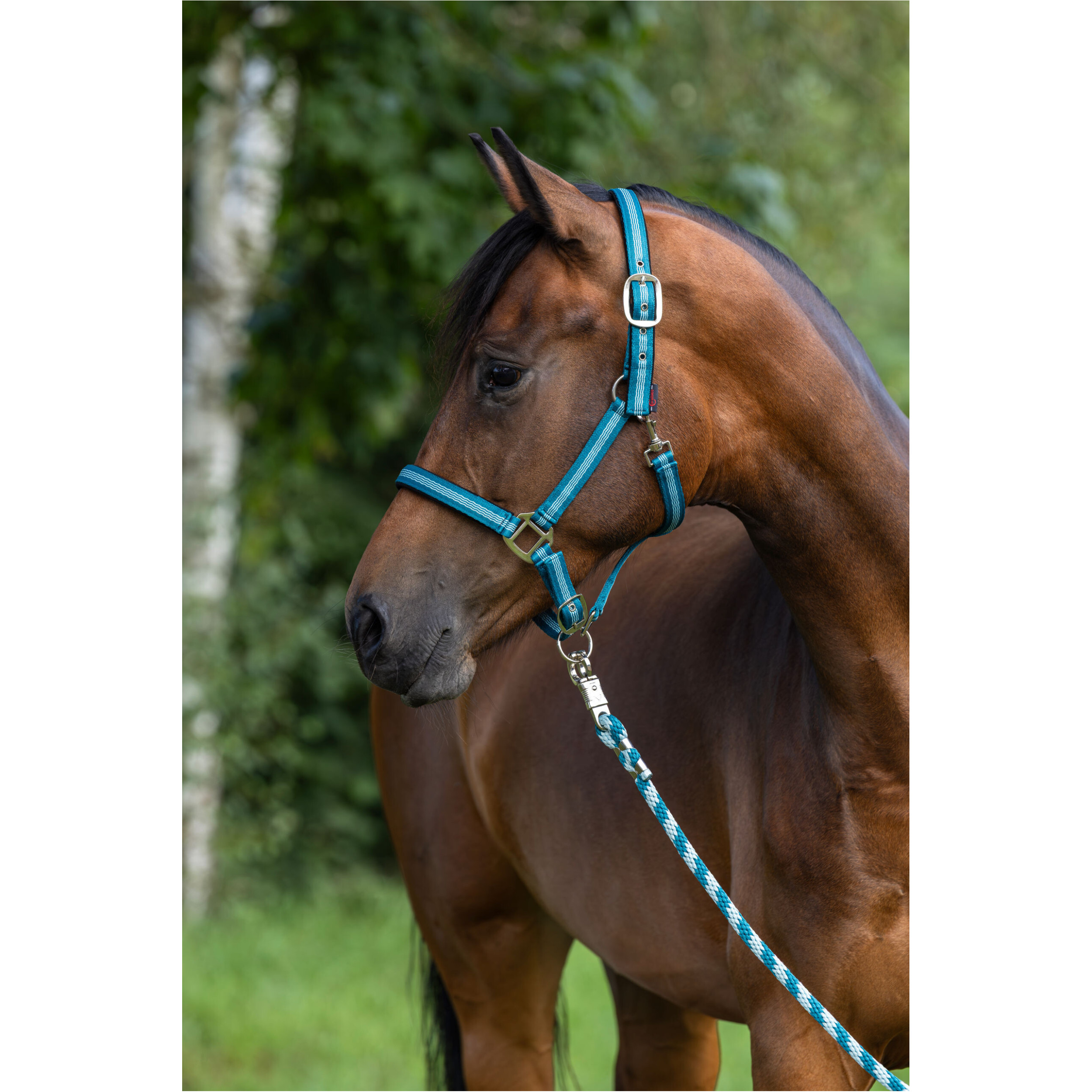 Halfter MUSTANG türkis Halfter MUSTANG türkis