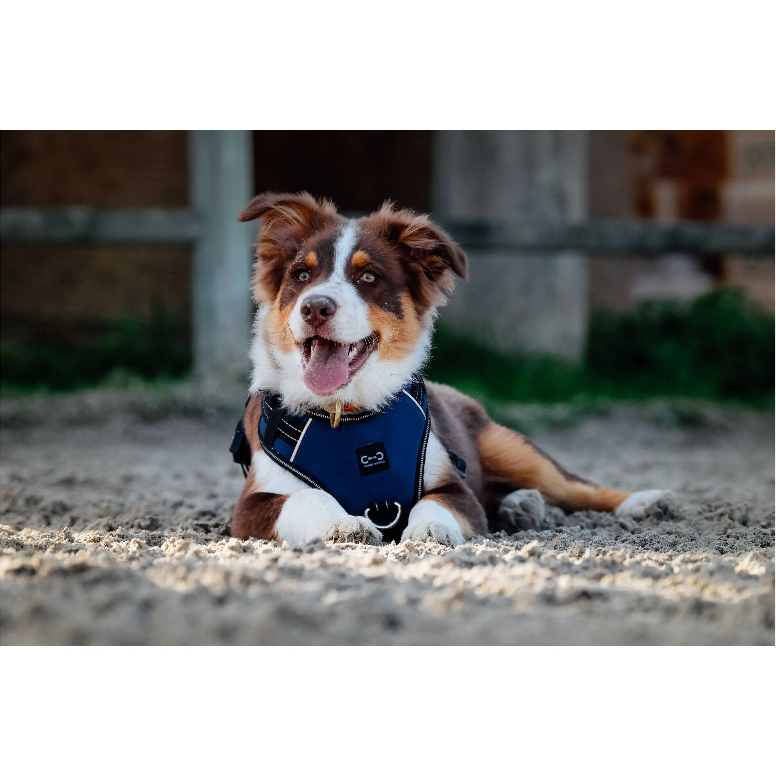 Hundegeschirr SIMBA navy