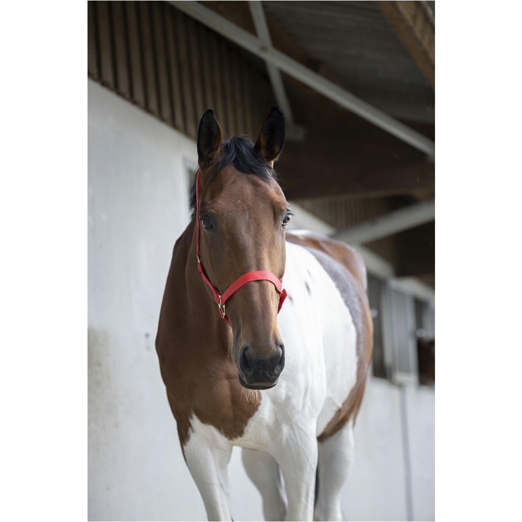 Nylonhalfter doppelt gelegt mit Schnallen rot