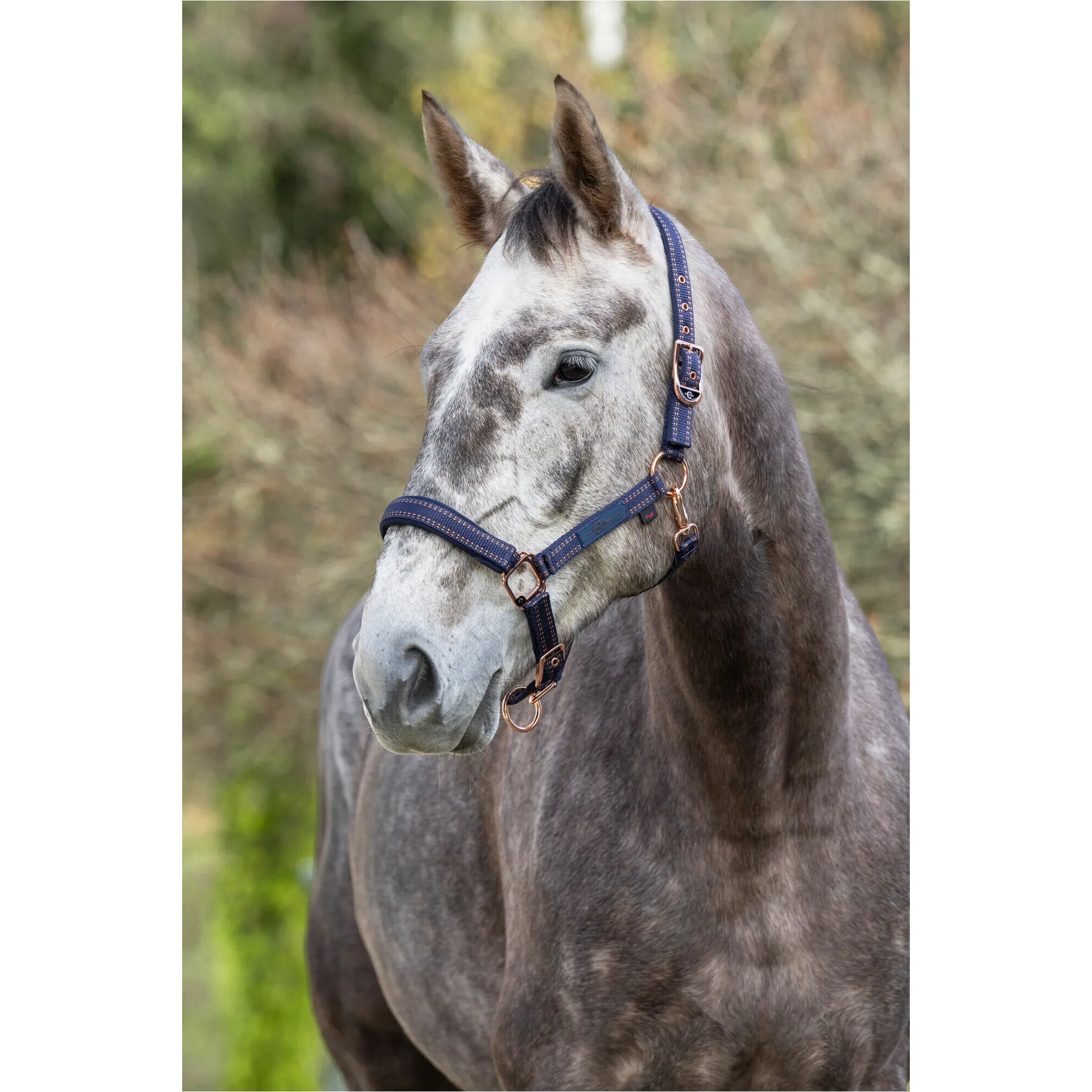 Halfter ROYAL blau/karamell