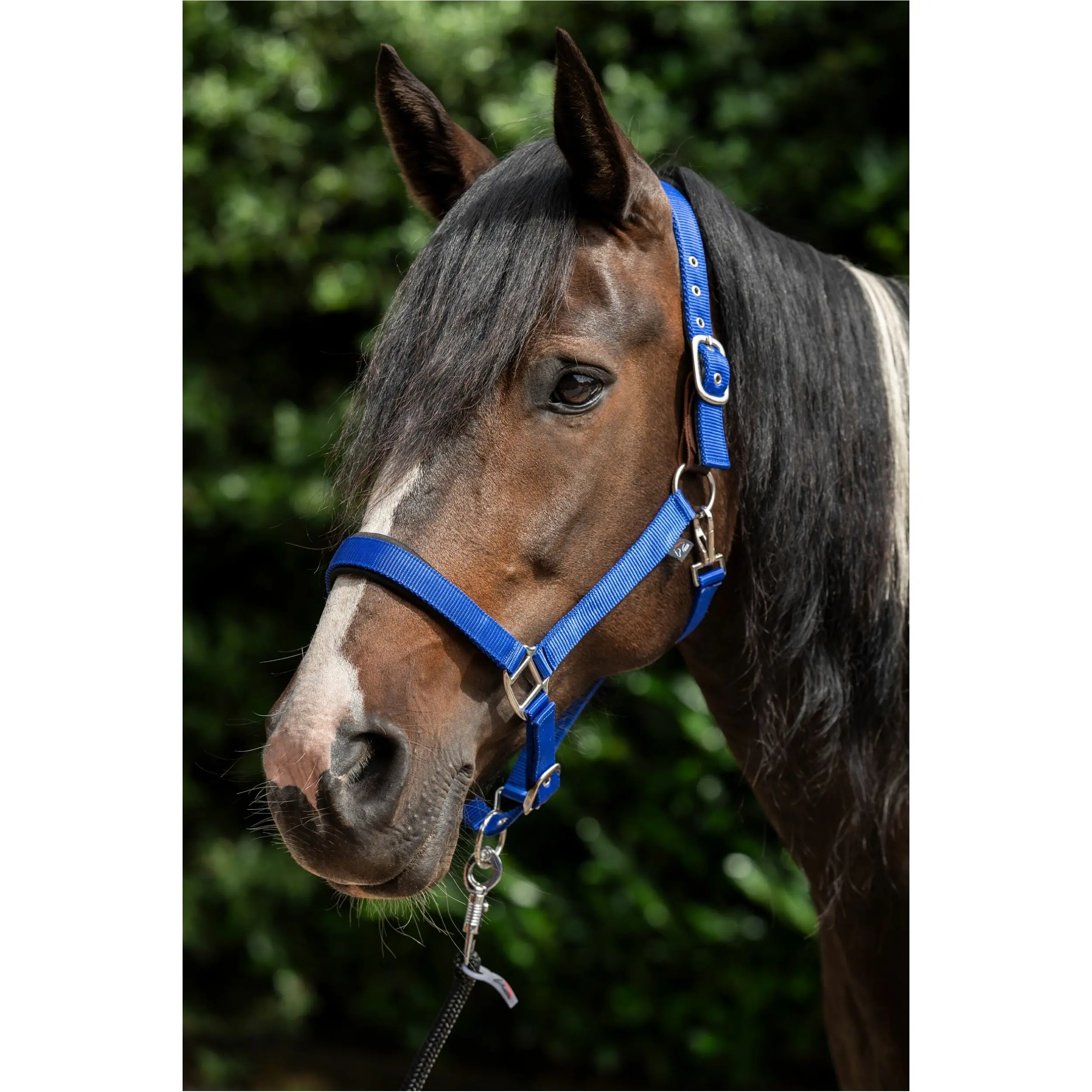 Halfter BREAKAWAY 2 royal blau