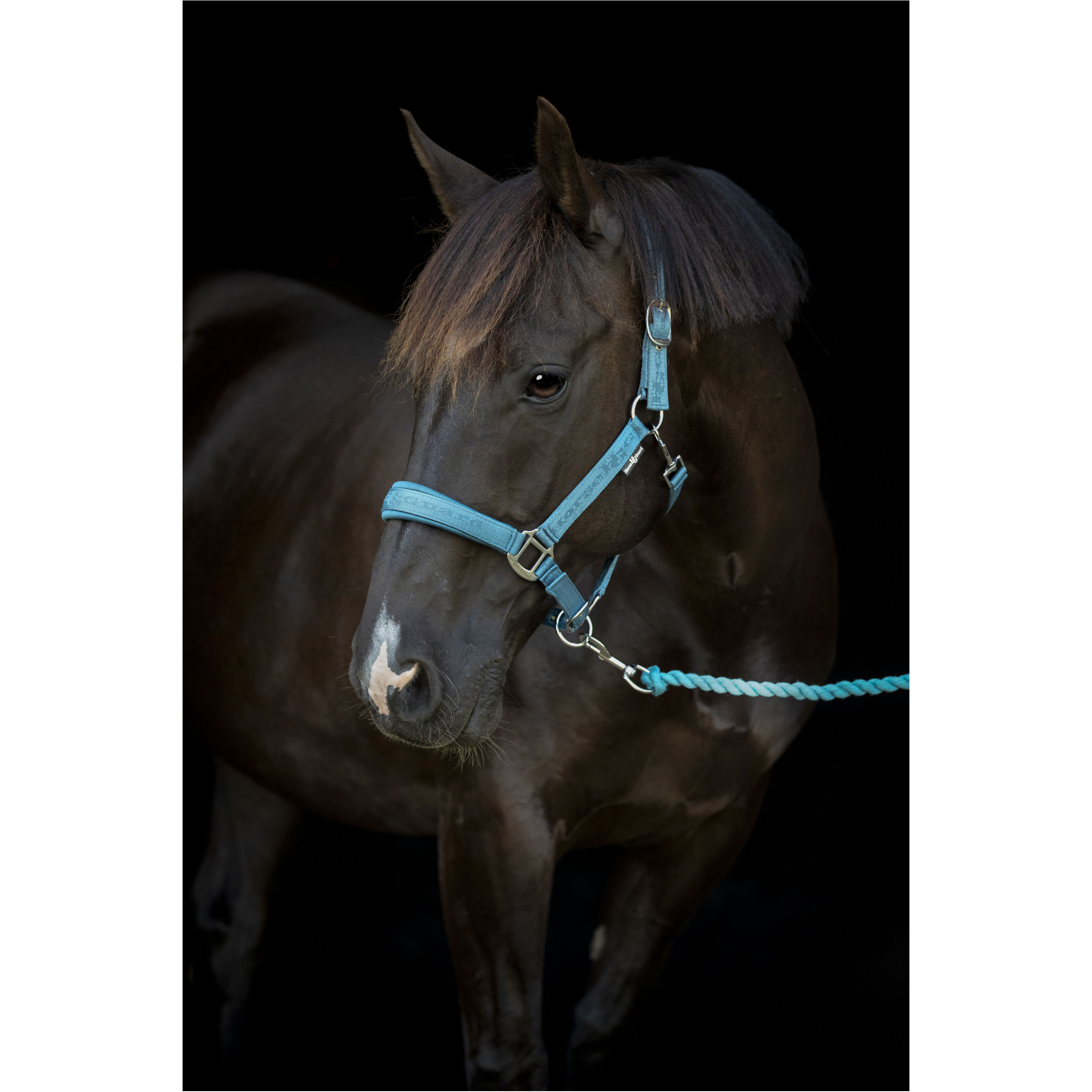 Halfter DIYA 2.0 arctic