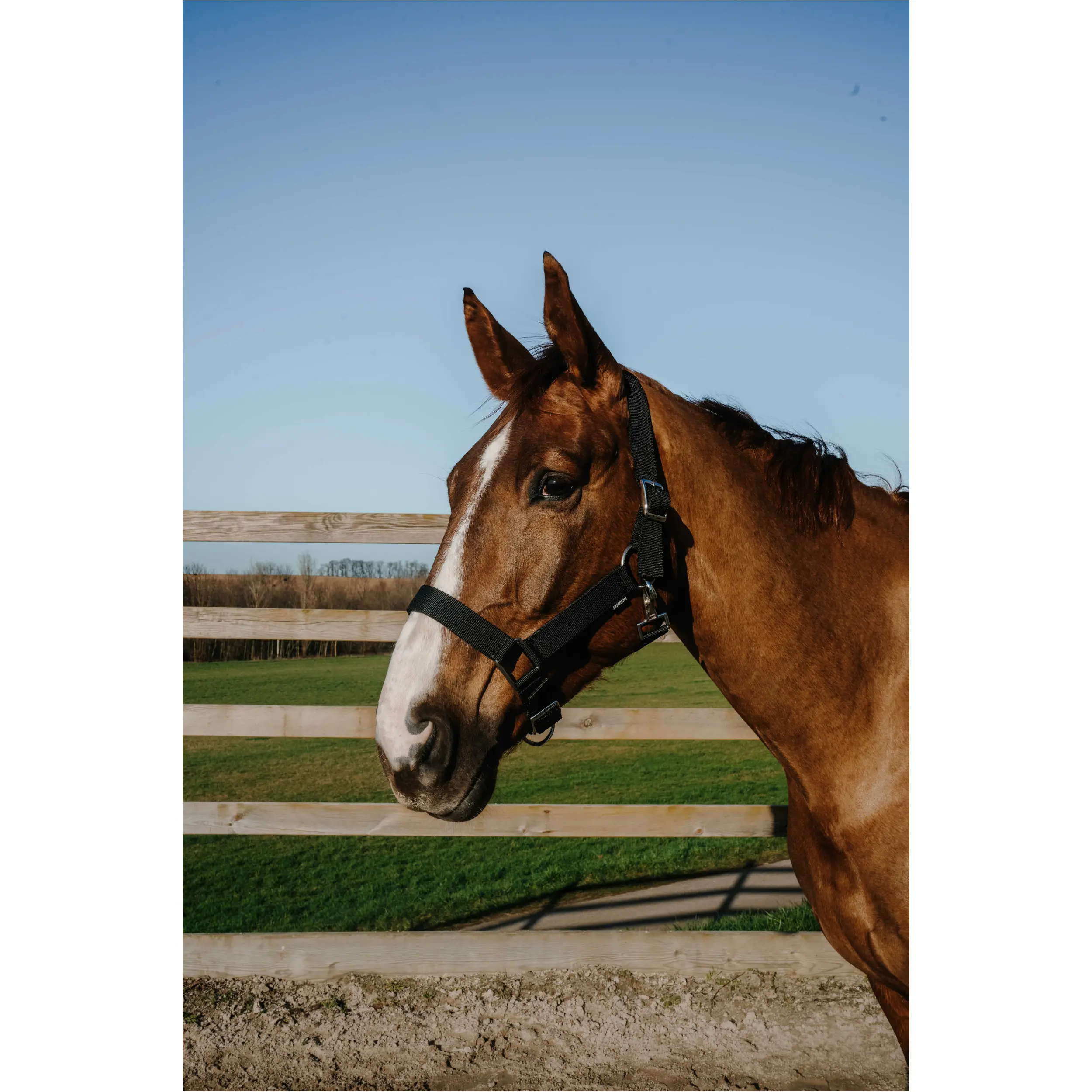 Halfter EXTRA schwarz großes Warmblut